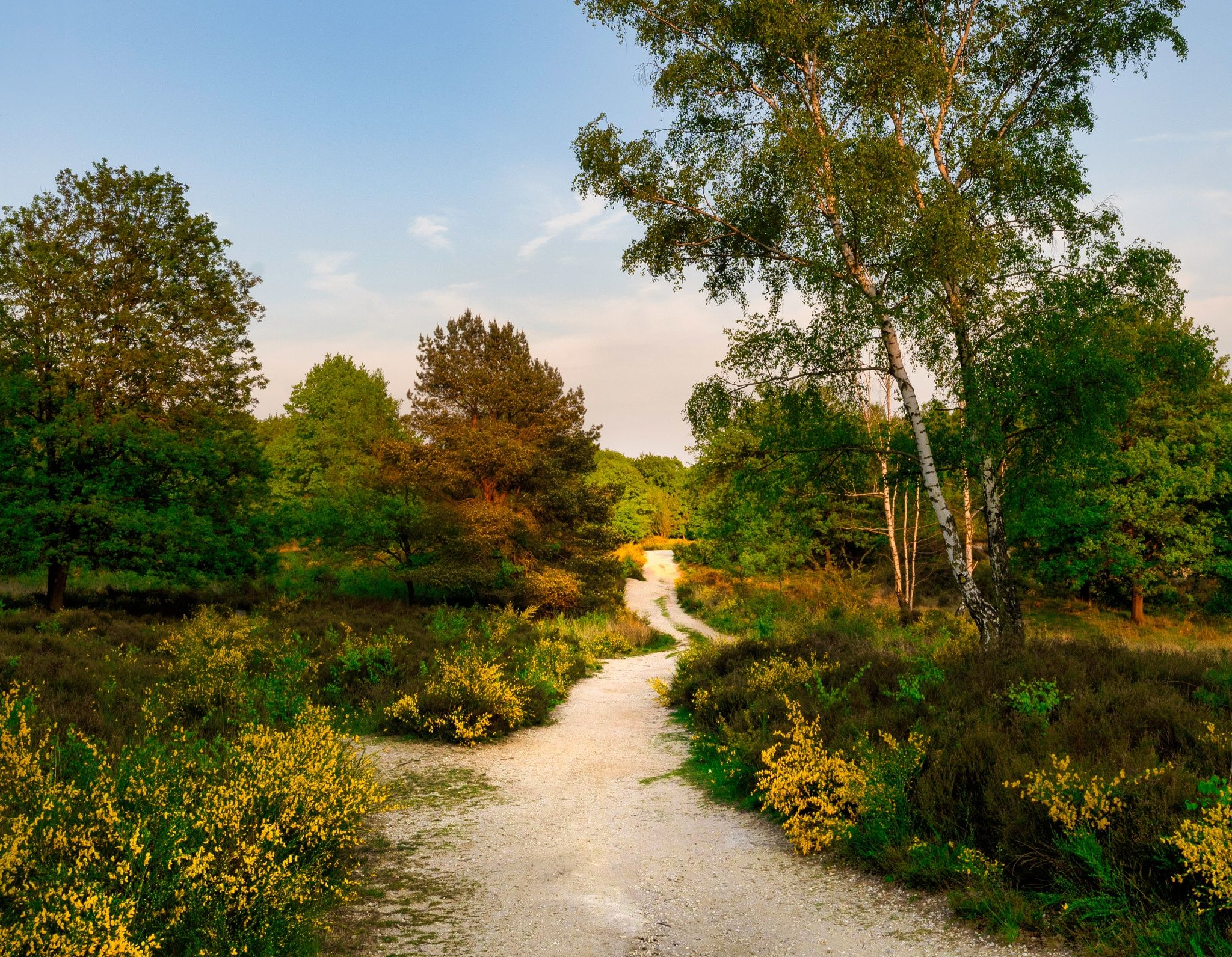 Heathland landscape, Troisdorf.