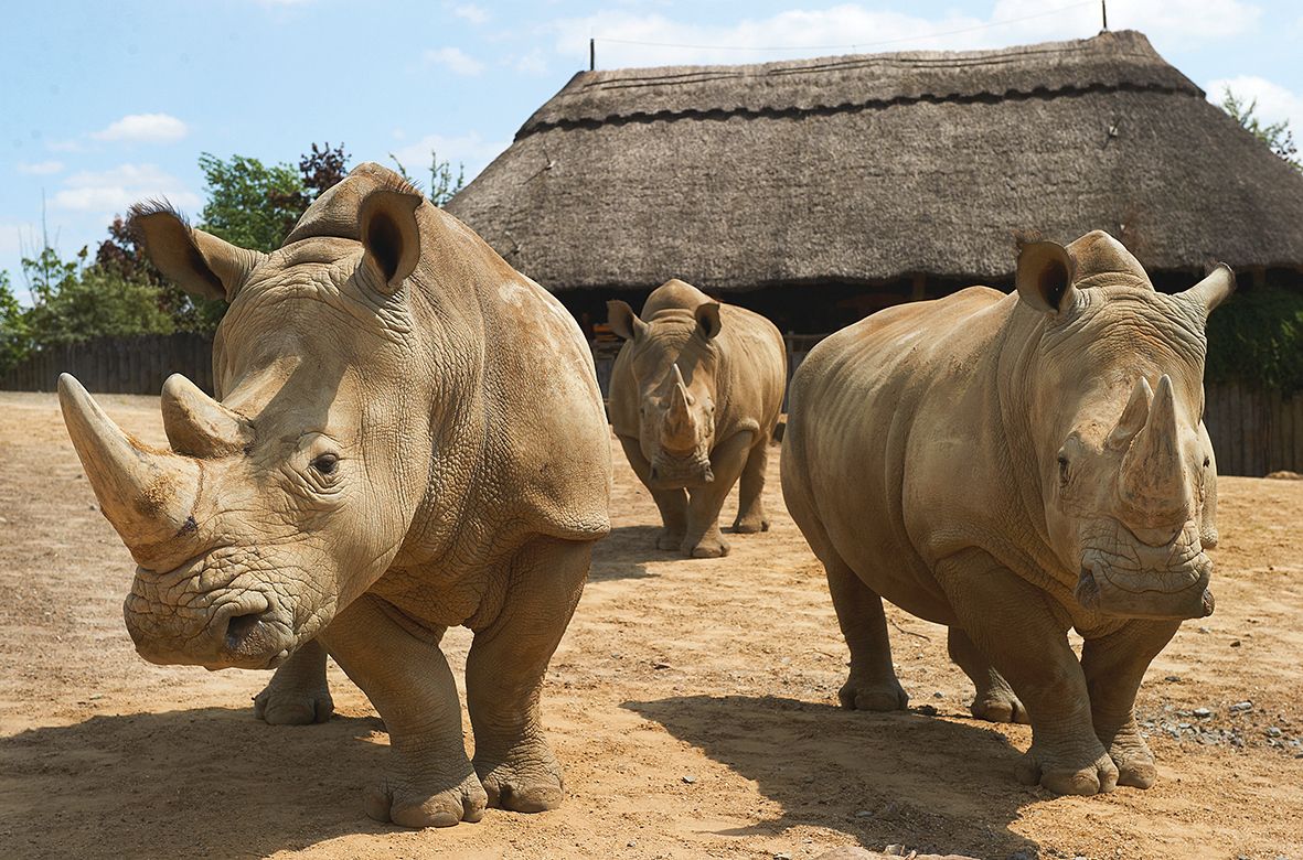 ZOOM Erlebniswelt_Breitmaulnashorn
