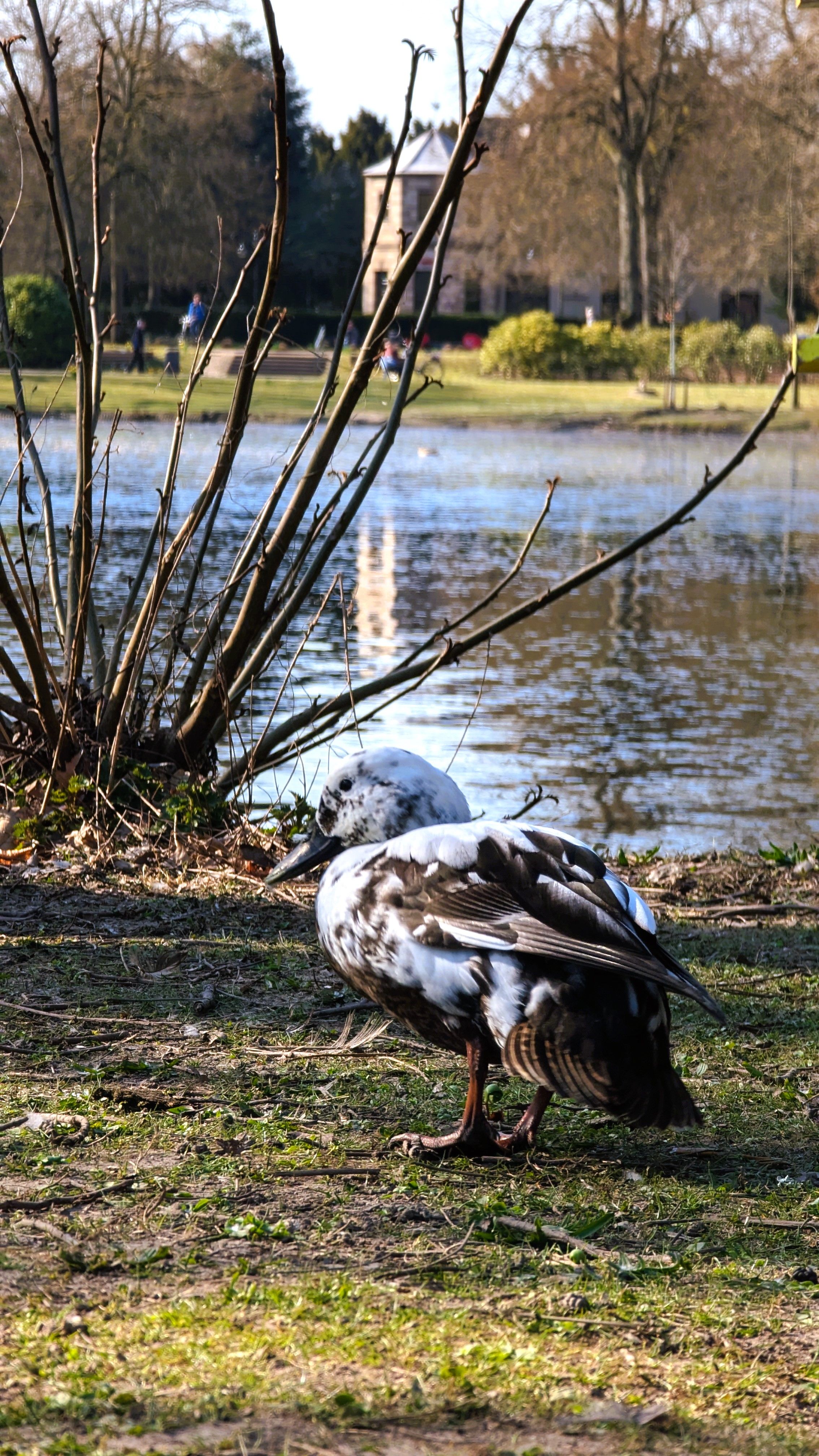 Countless animals cross your path in the Volksgarten. They make themselves comfortable at the water features, for example