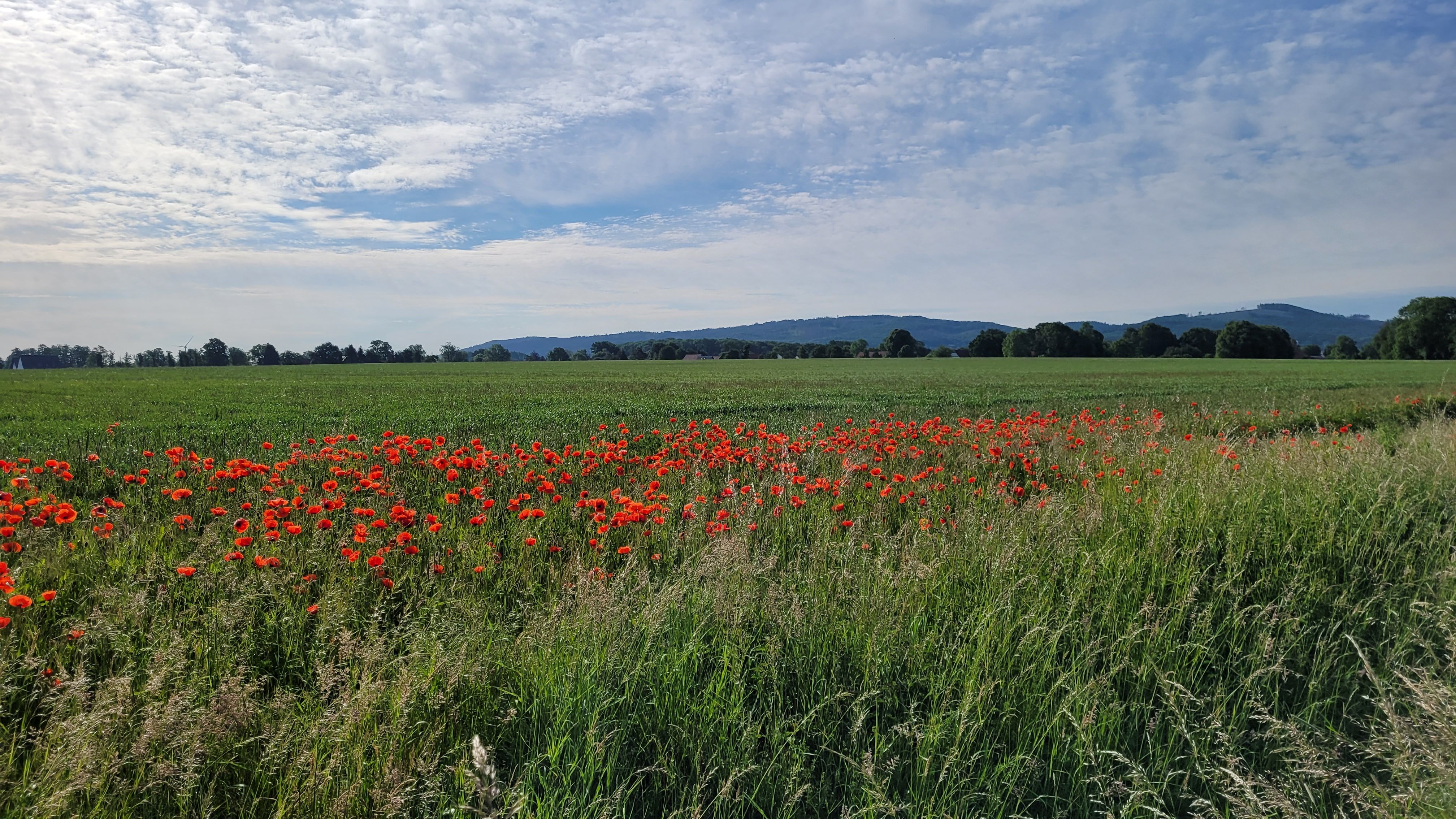 Field with poppies