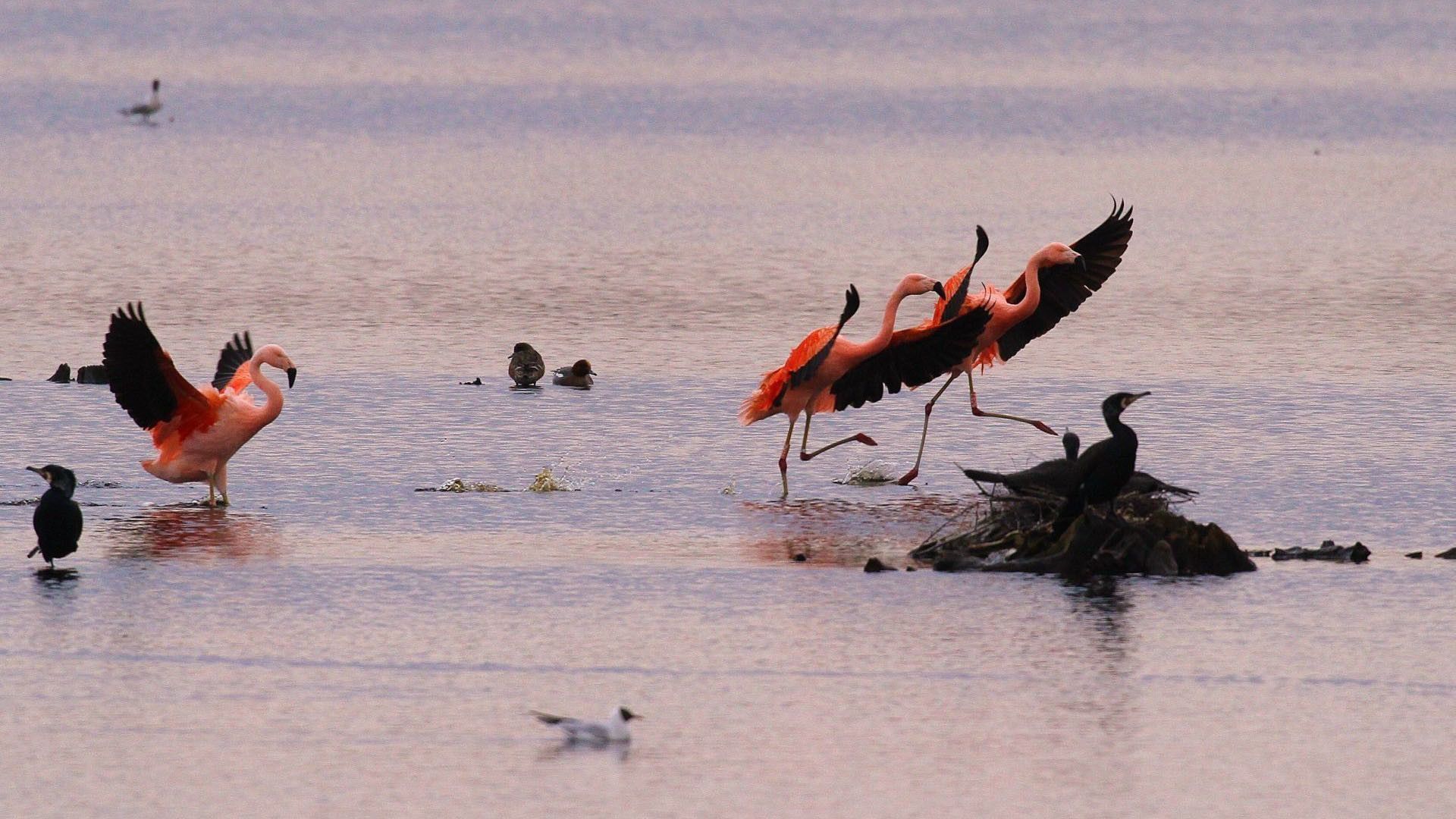 Flamingo Biological Station Zwillbrocker Venn