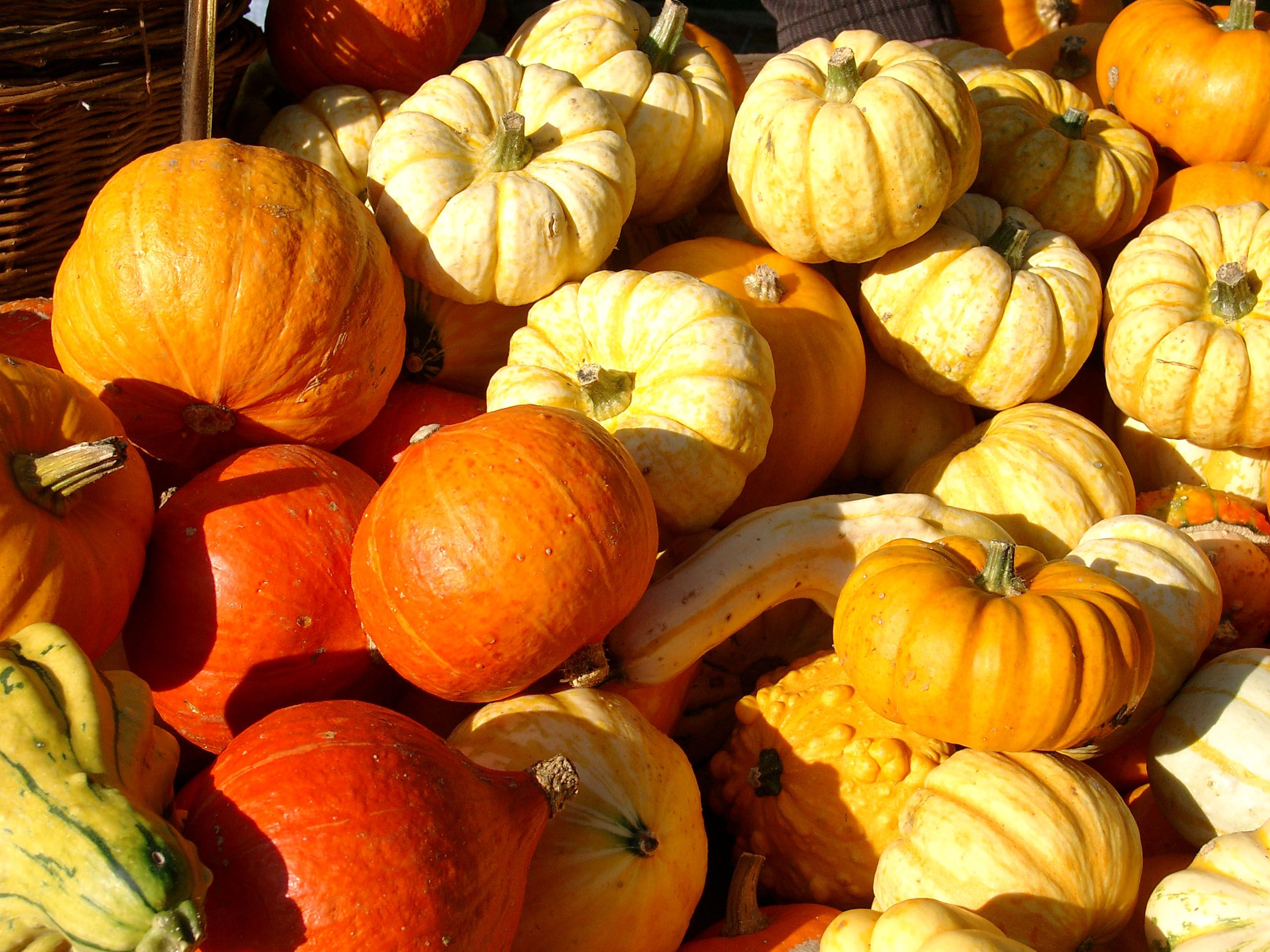 Pumpkins can be discovered at the fall festival in the Hagen Open-Air Museum.