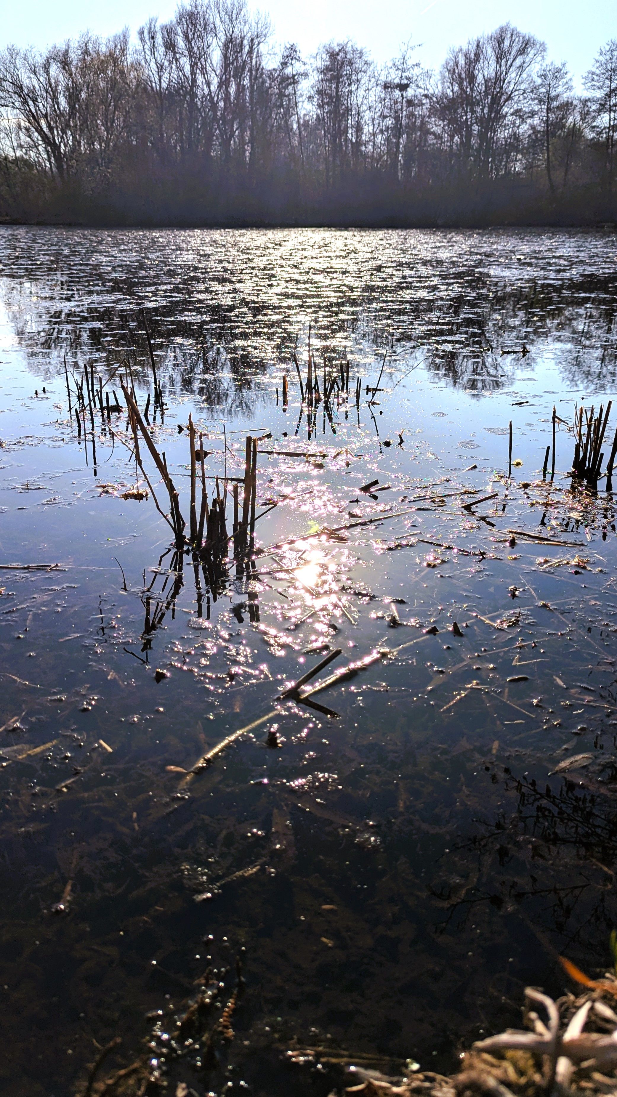 The dyke lake in the south of the park glistens in the sunlight. Pond mums, reeds and water lilies adorn the banks