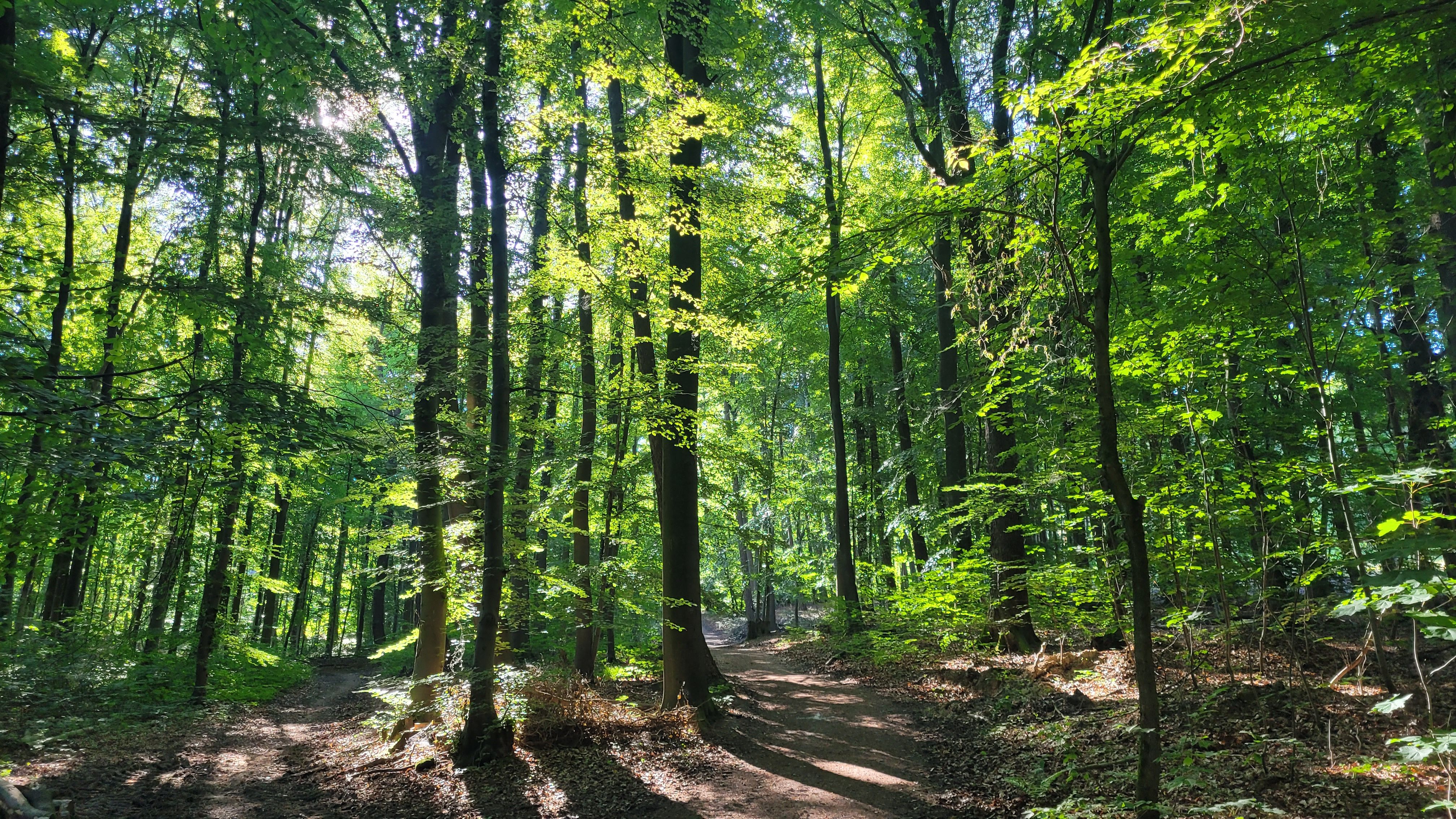 Forest in the Wiehengebirge hills