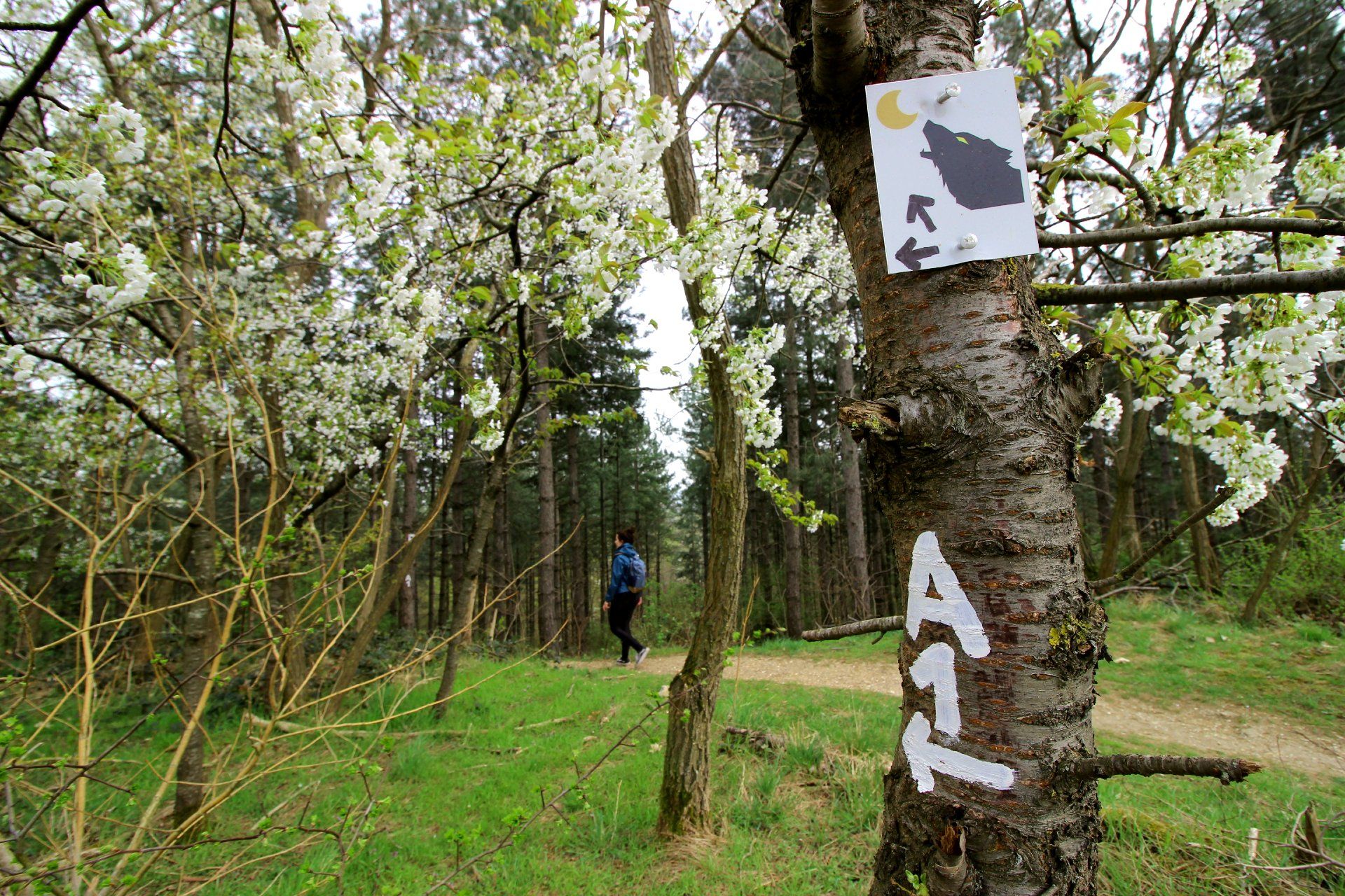 A sign on a tree points to the werewolf hiking trail in Bedburg