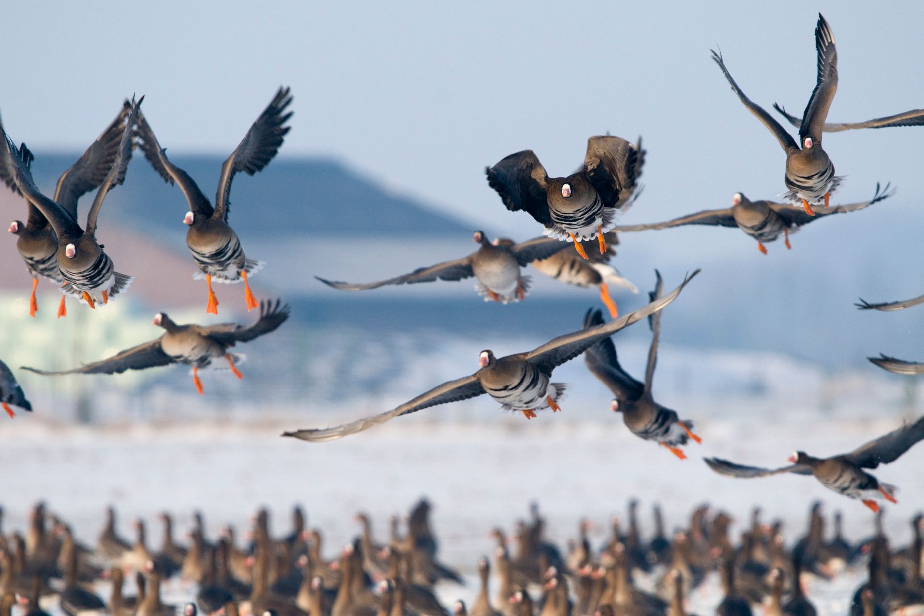 White-fronted geese in flight on Bislicher Insel