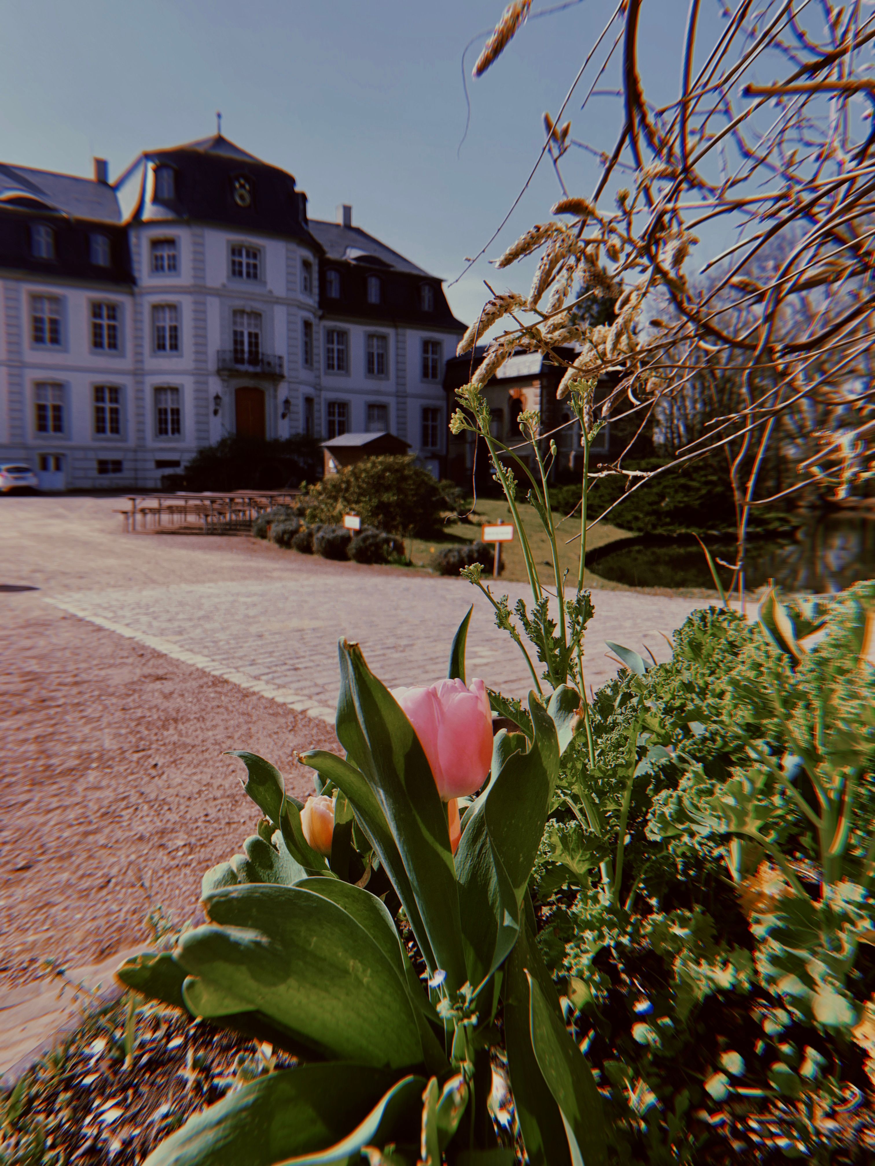 In front of Türnich Castle there is a front garden with a flower blooming in the foreground
