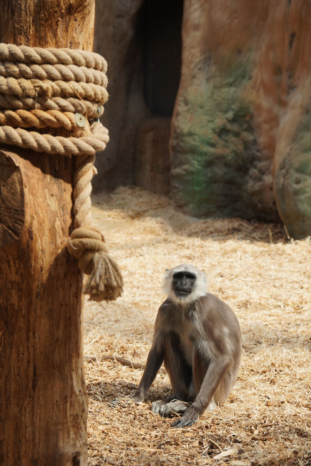 Jule Wagner, A monkey explores the Zoom Erlebniswelt in Gelsenkirchen