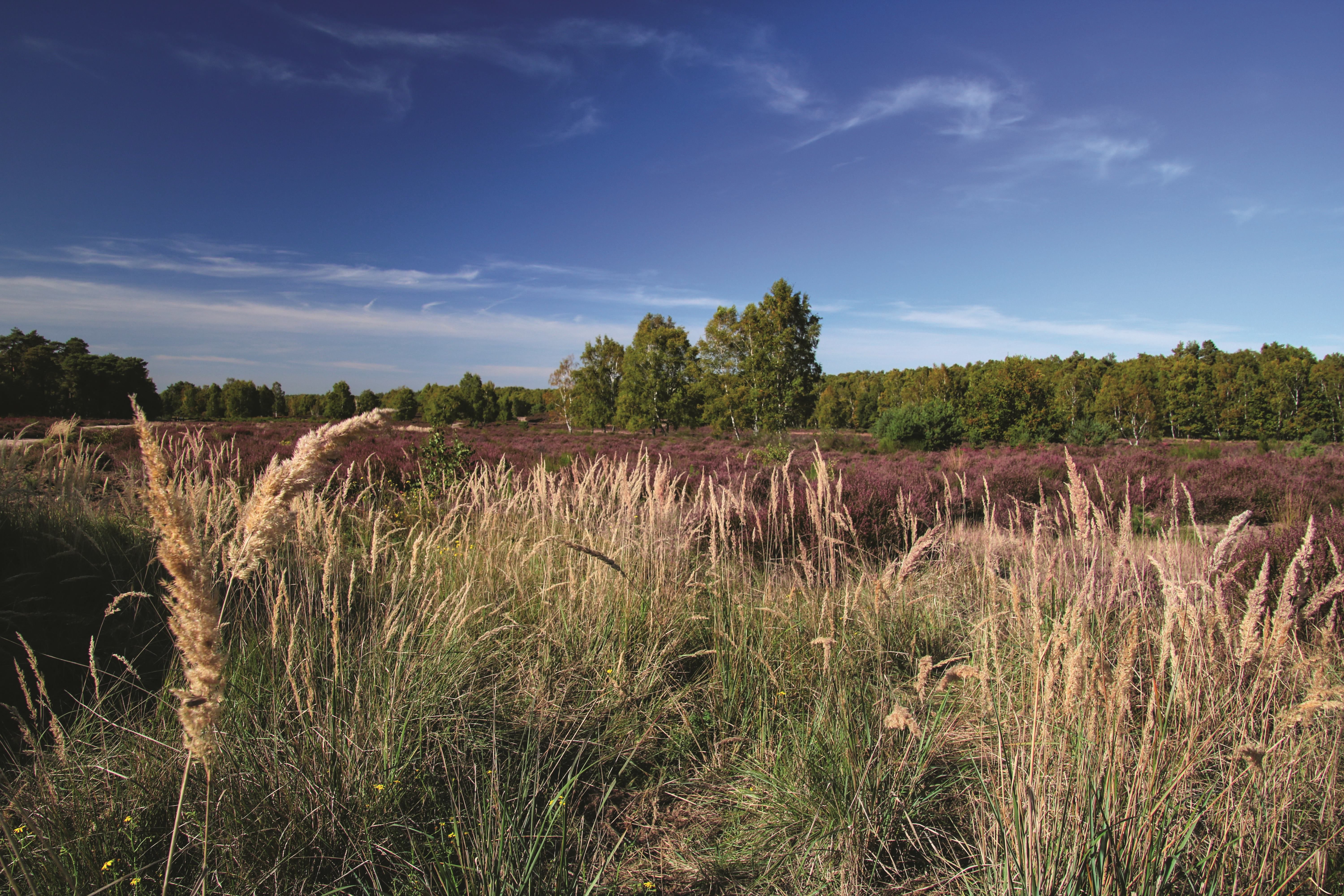 Heathland landscape, Troisdorf.
