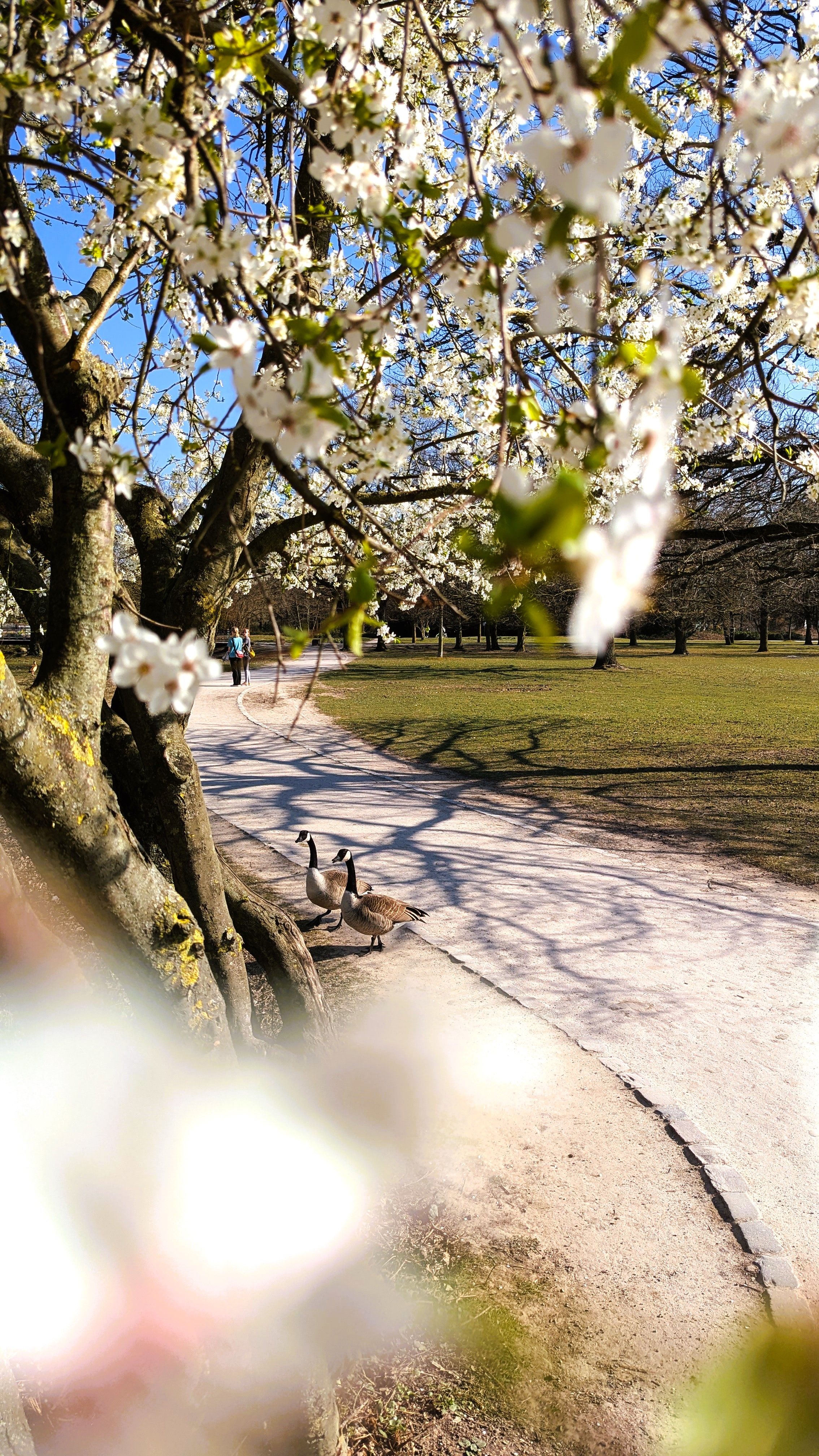The splendor of flowers and blossoms in Düsseldorf's Südpark is incredible