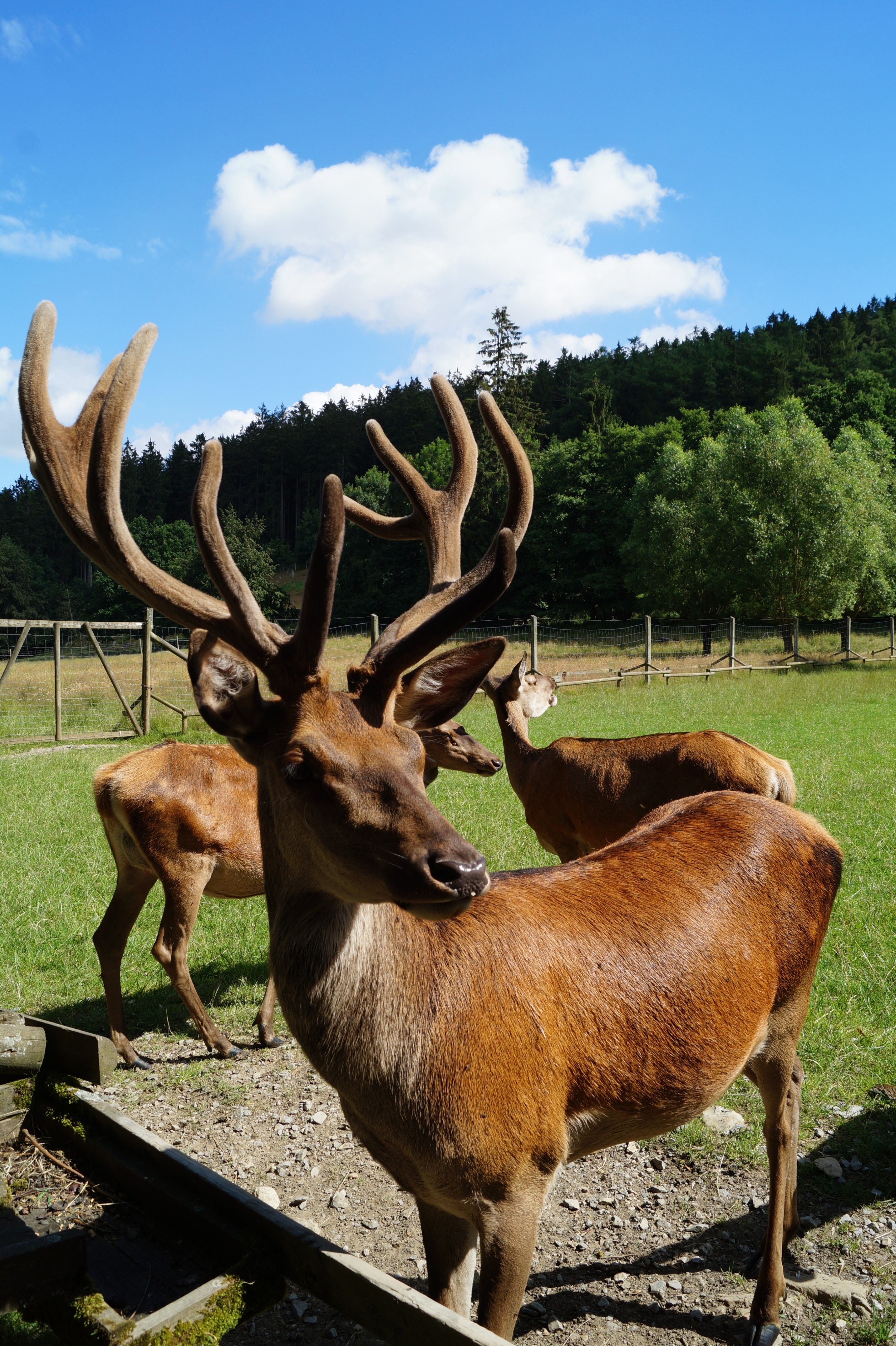 Deer in the Bad Wünnenberg wildlife enclosure