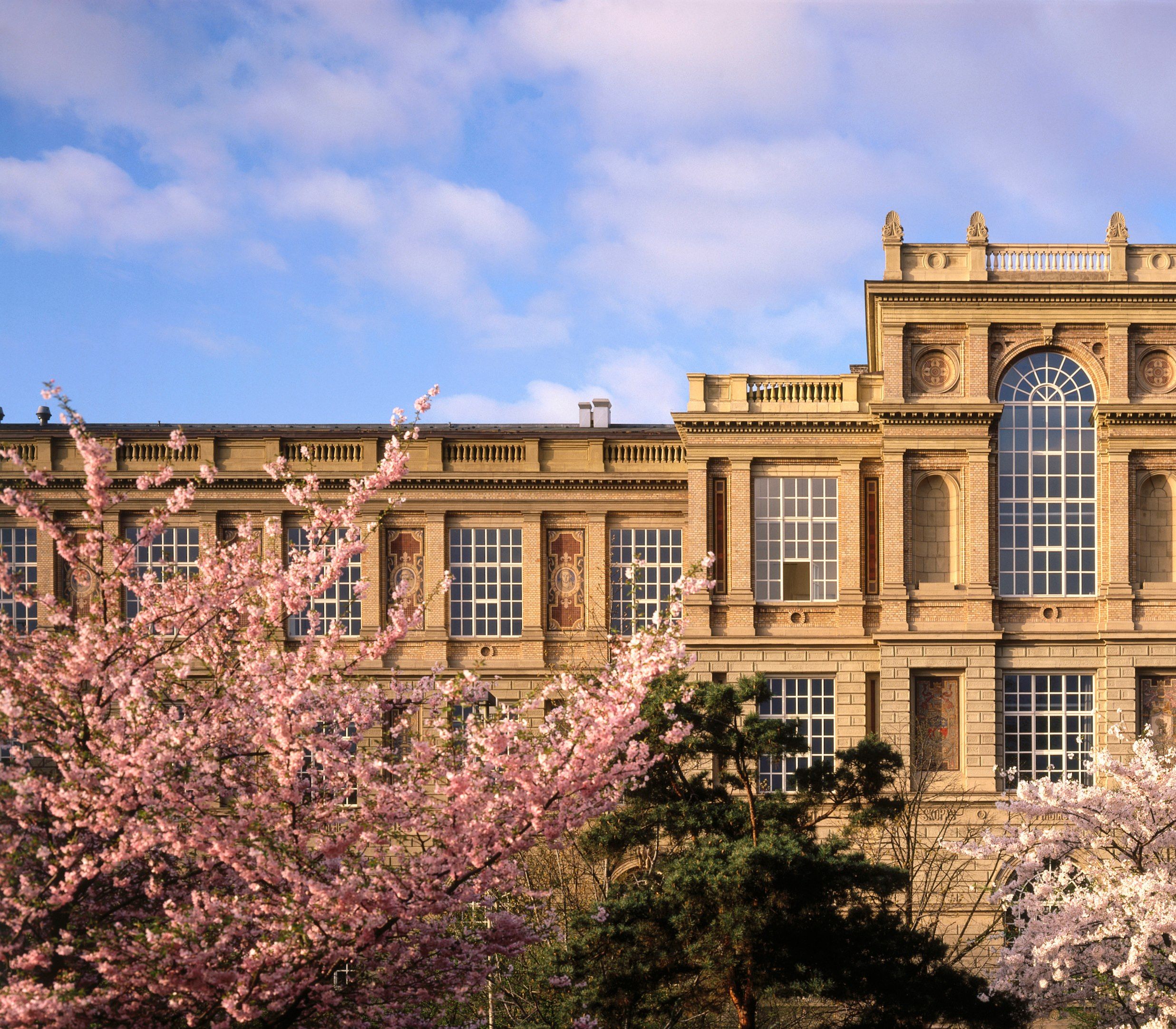 Blühende Kirschbäume in rosa und weiß vor der Kunstakademie Düsseldorf