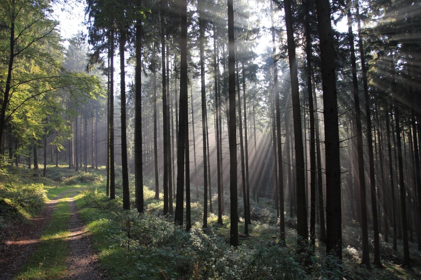 forest path leads through a forest on the Langenberg in Sauerland