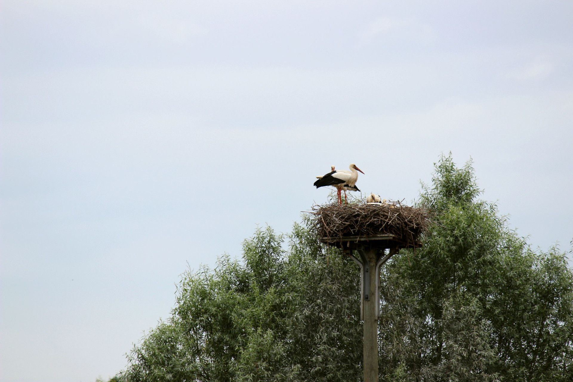 Stork route in the Lower Rhine region
