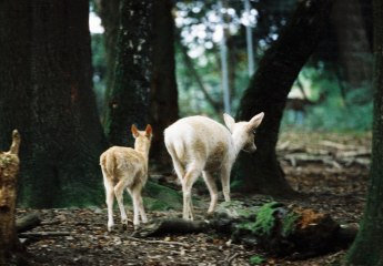 Fawns in the Fauna zoo , © Johannes Höhn