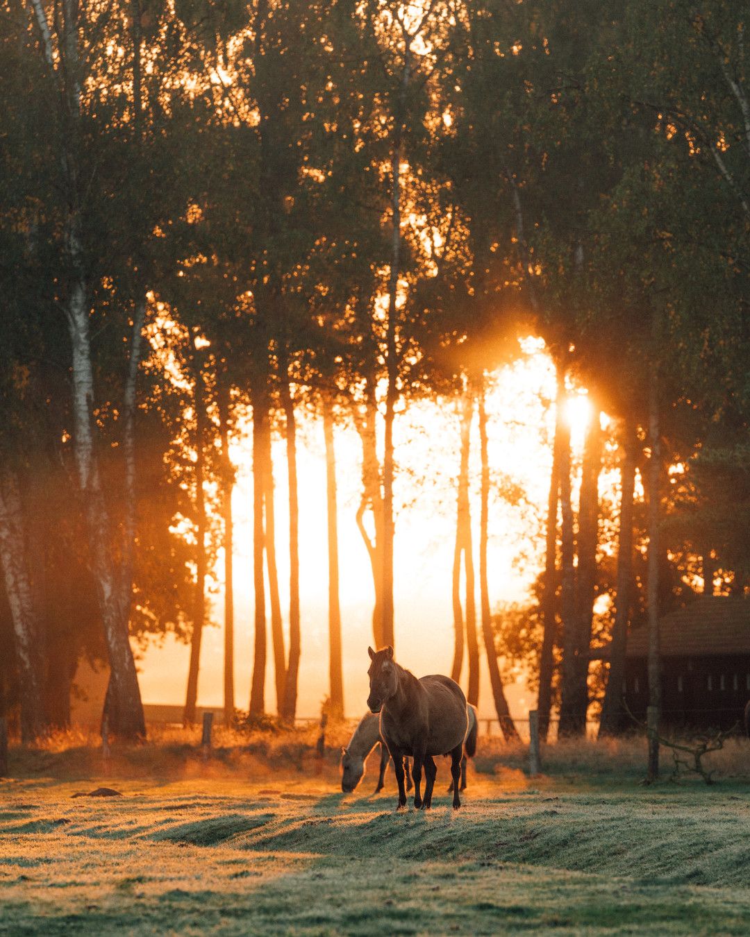 Wild horses in the Merfelder Bruch