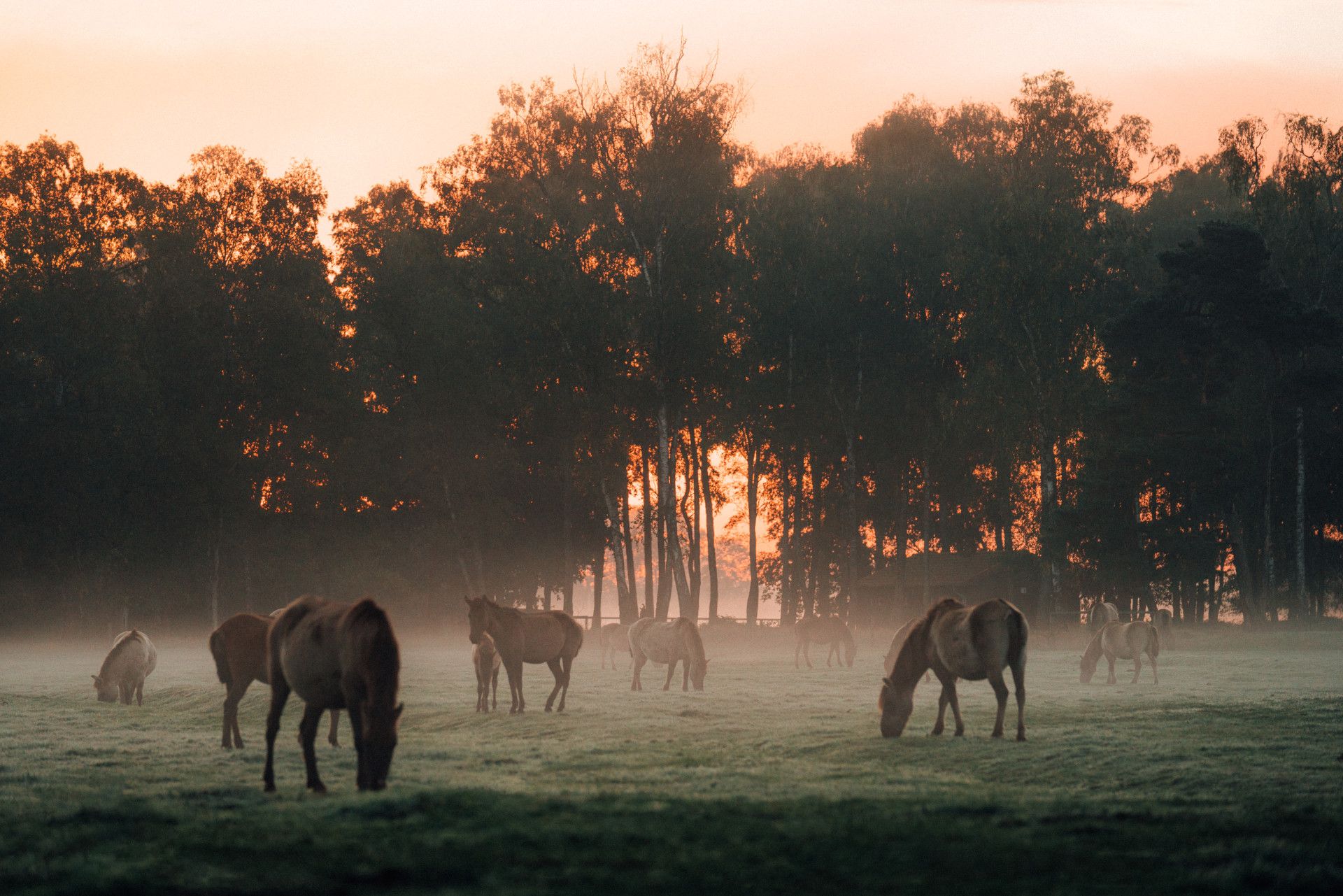 Wild horses graze in the early morning mist