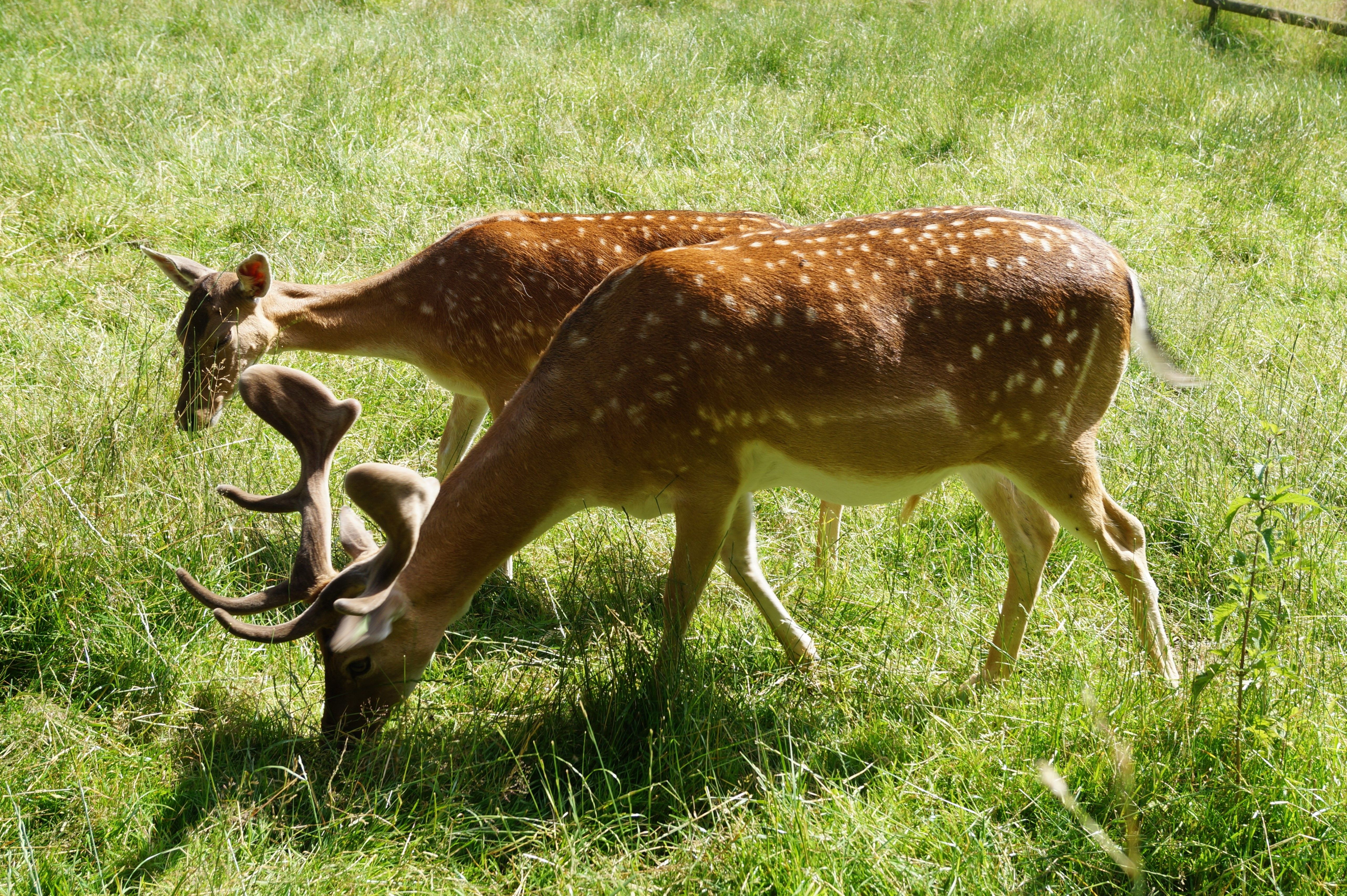 Fallow deer in Bad Wünnenberg