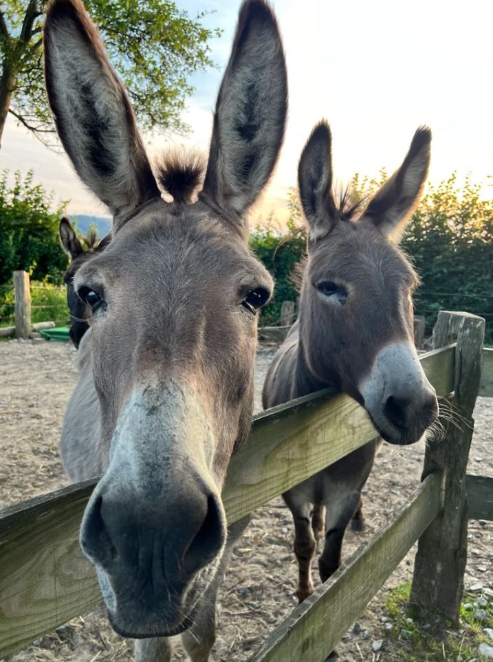 Two curious donkeys look over a wooden fence into the camera, surrounded by green nature and a tree in the background.