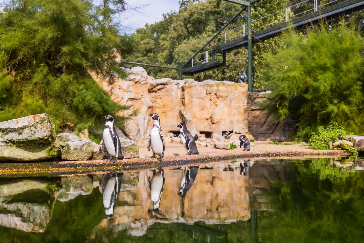 Humboldt penguins at Rheine Nature Zoo