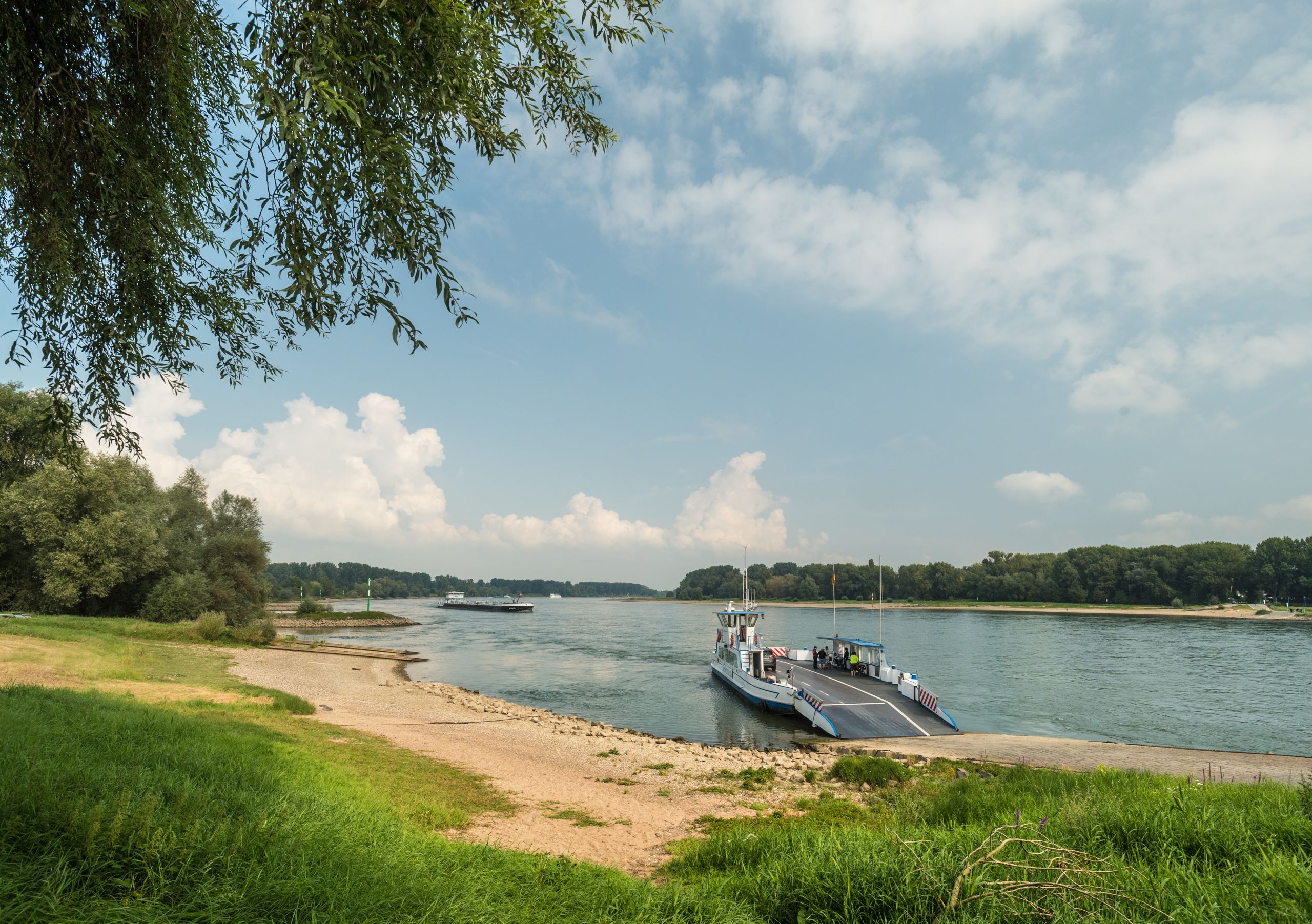 Banks of the Rhine in summer