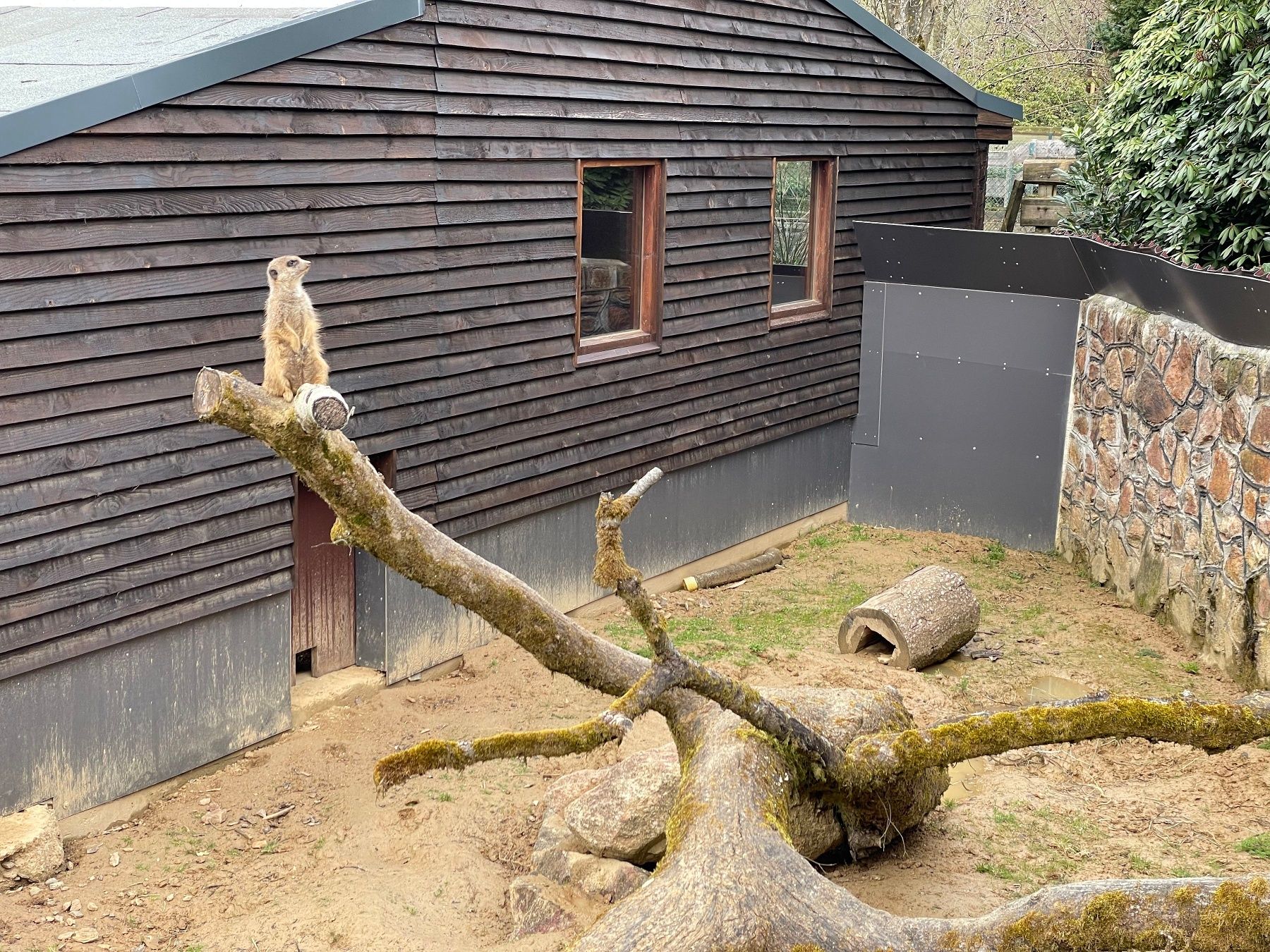 Meerkats in the PanoramaPark