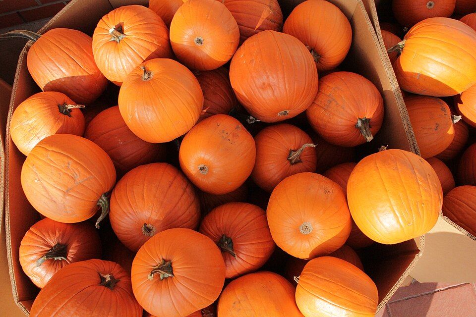 One box is filled with orange pumpkins