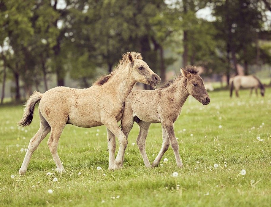 To Page Dülmen Marketing e.V.