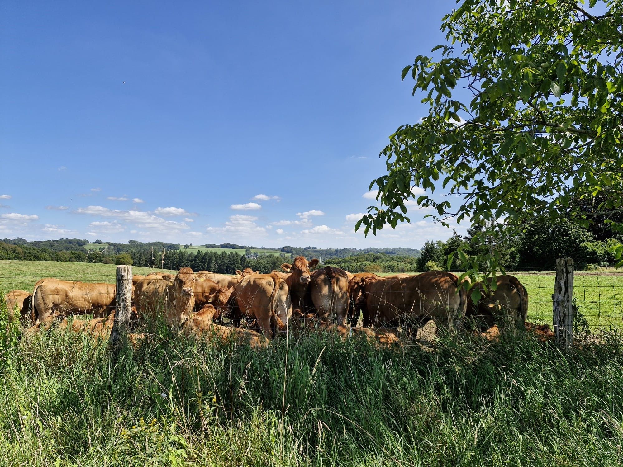 A group of cows stand in a green pasture near Troisdorf under a clear blue sky.
