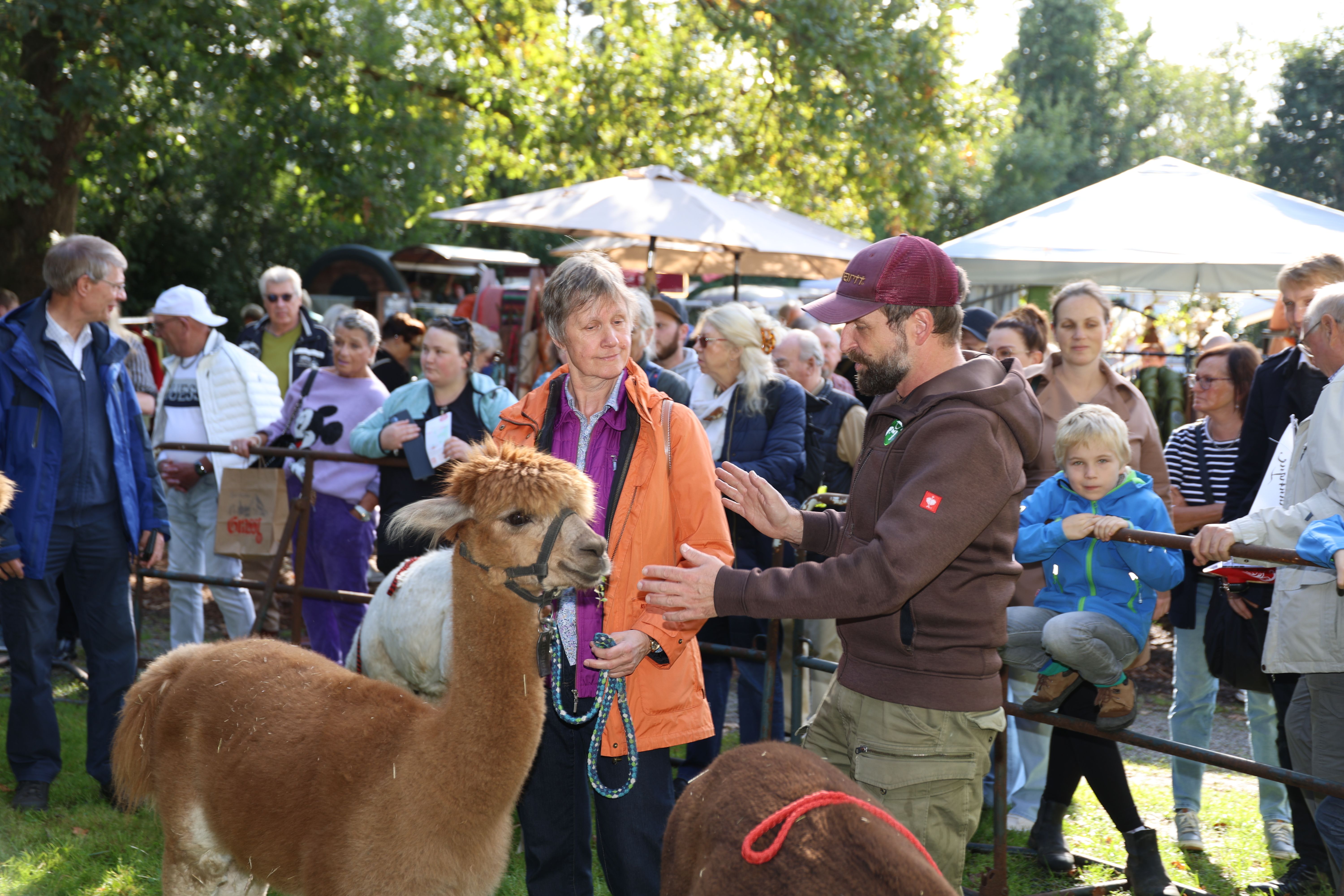 Alpacas are present at the Eulenbroich Castle autumn market.