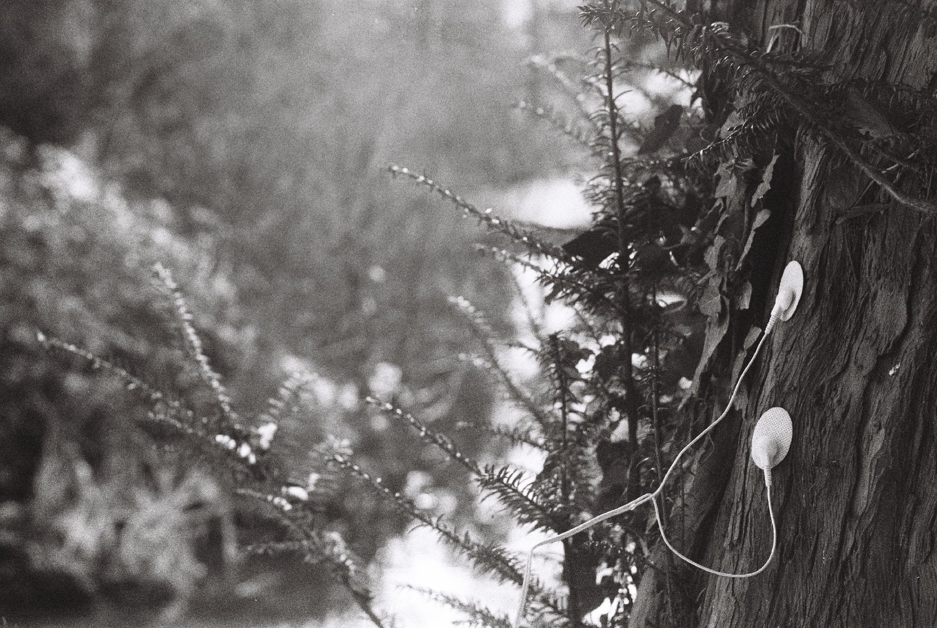 To Page Chained to the Rhythm. Of man and nature