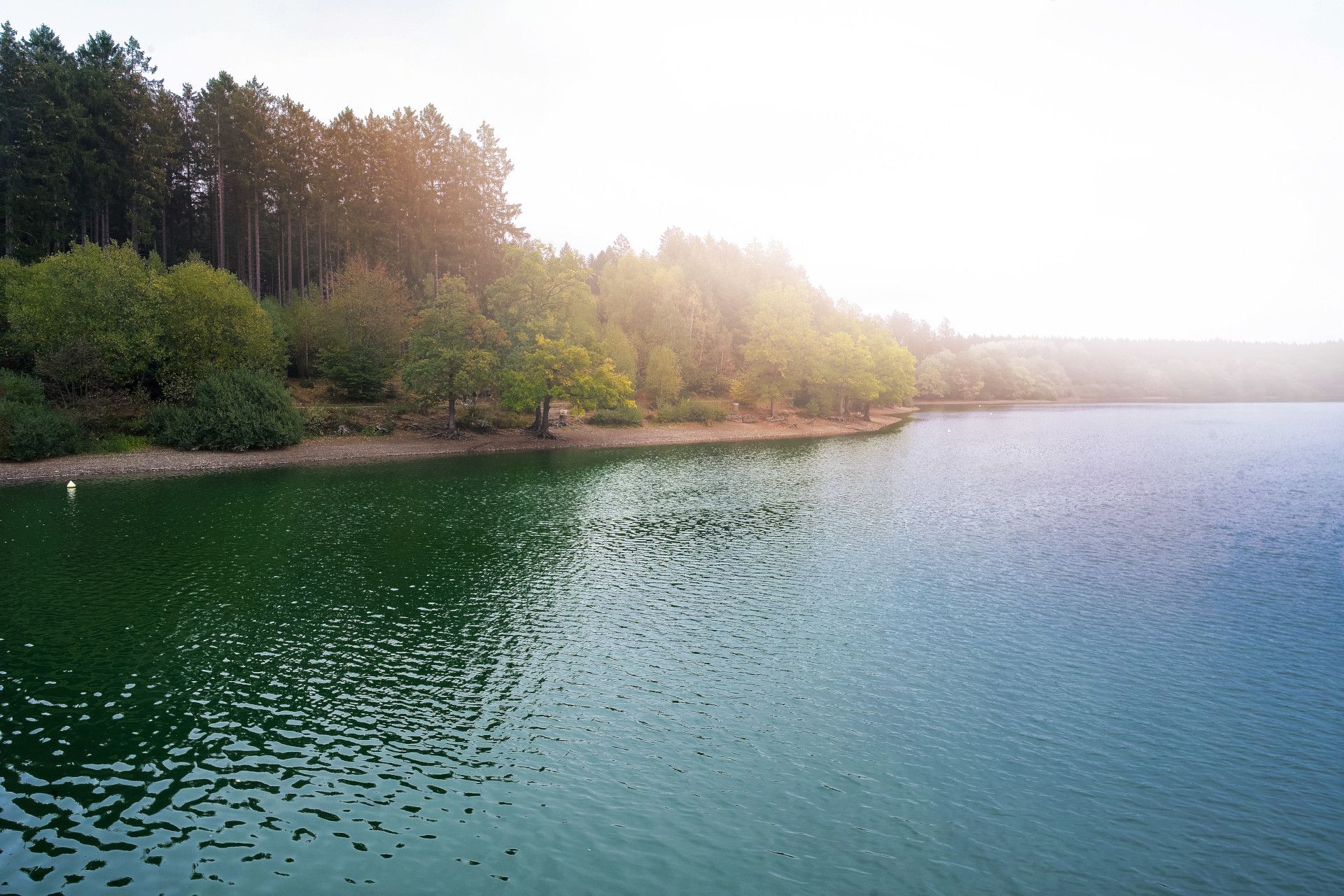 Wooded bank at the Bruchertalsperre dam