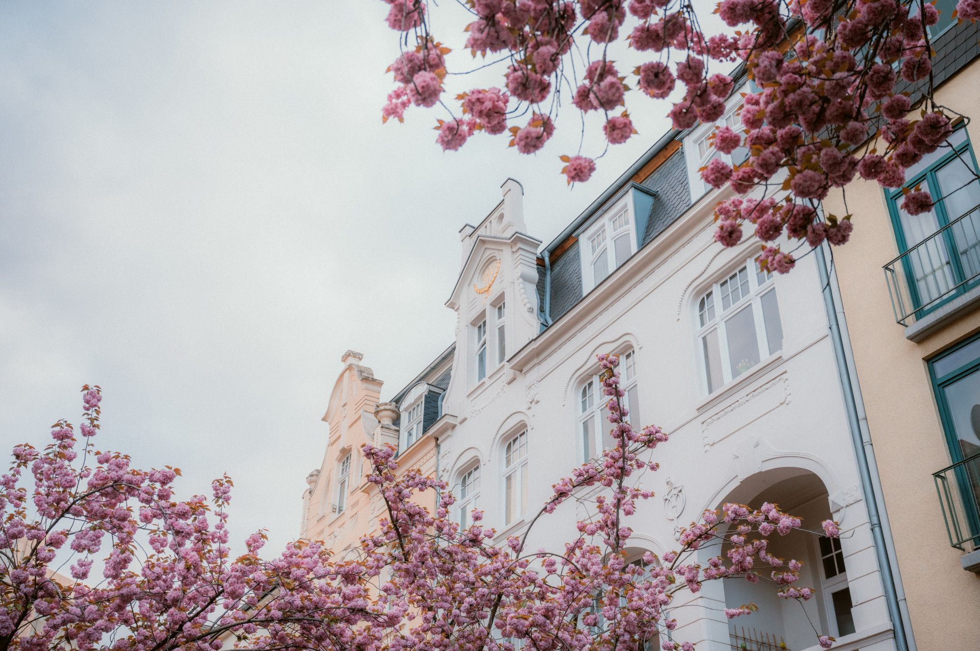 Kirschblüte in der Heerstraße in Bonn