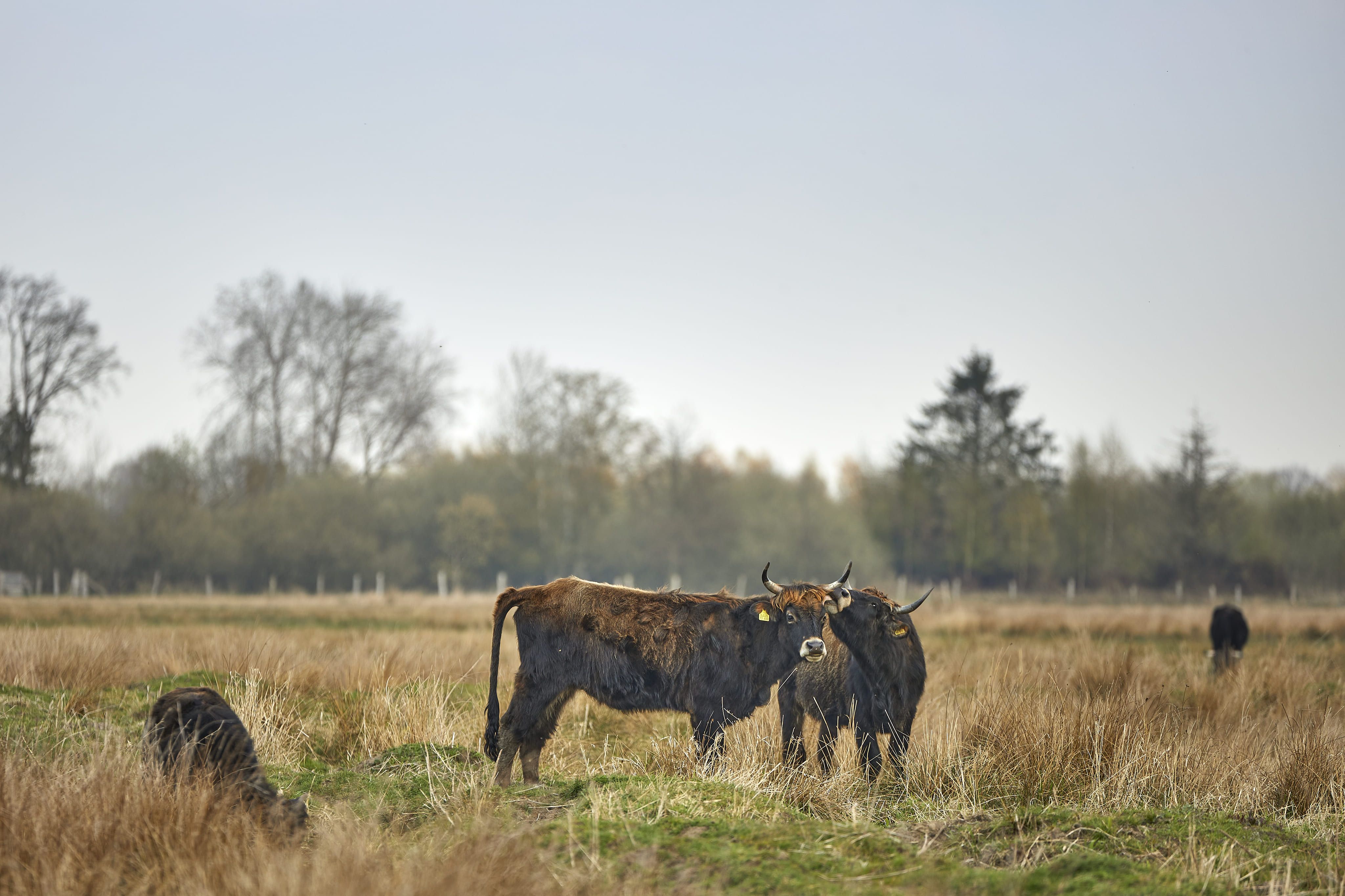 muenster-rieselfelder-cows