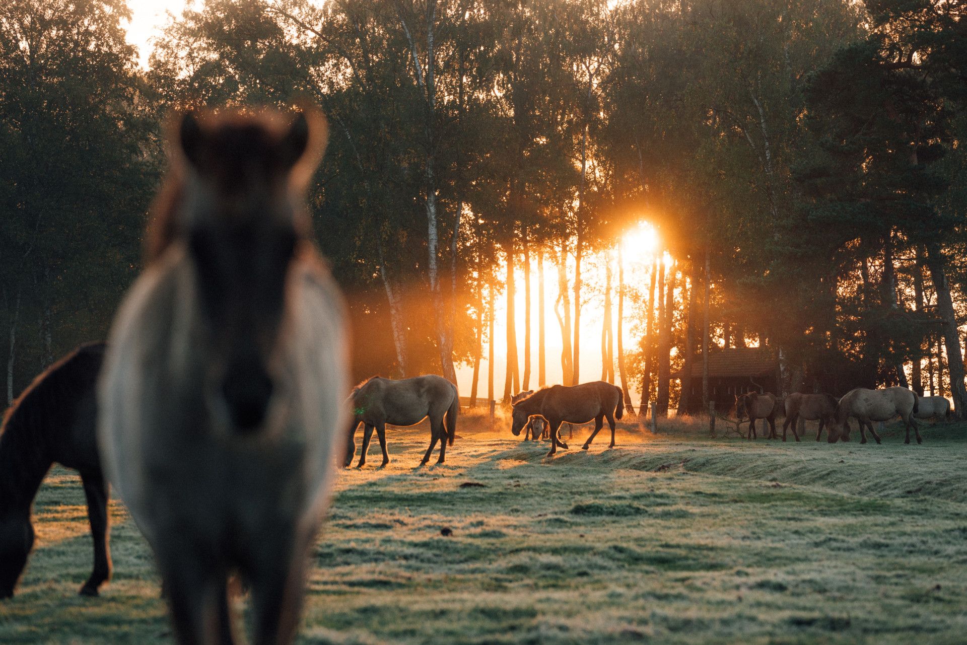 Wild horses in the morning at sunrise