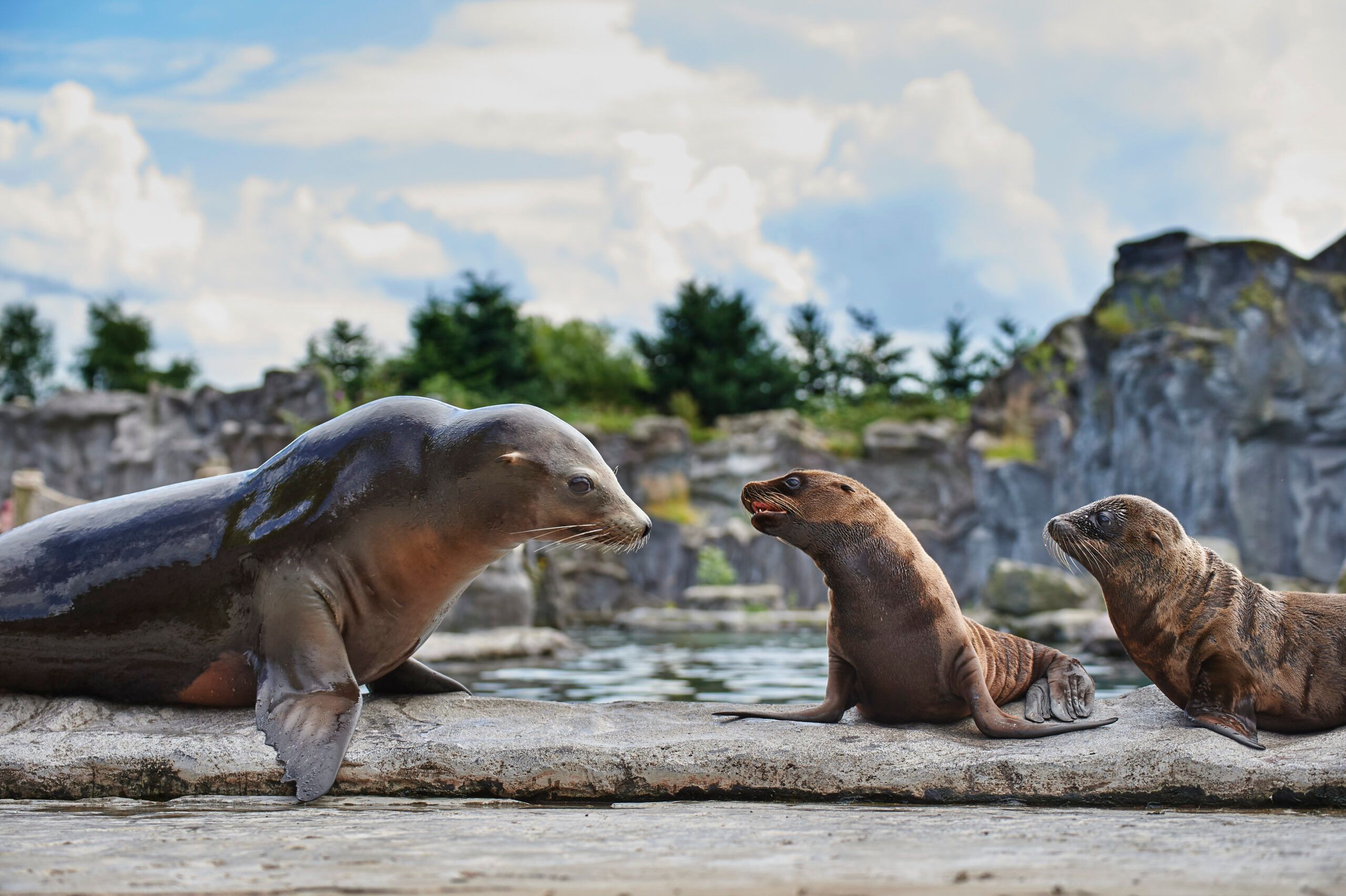 Zoom Erlebniswelt alaska-kalifornischer-seeloewe