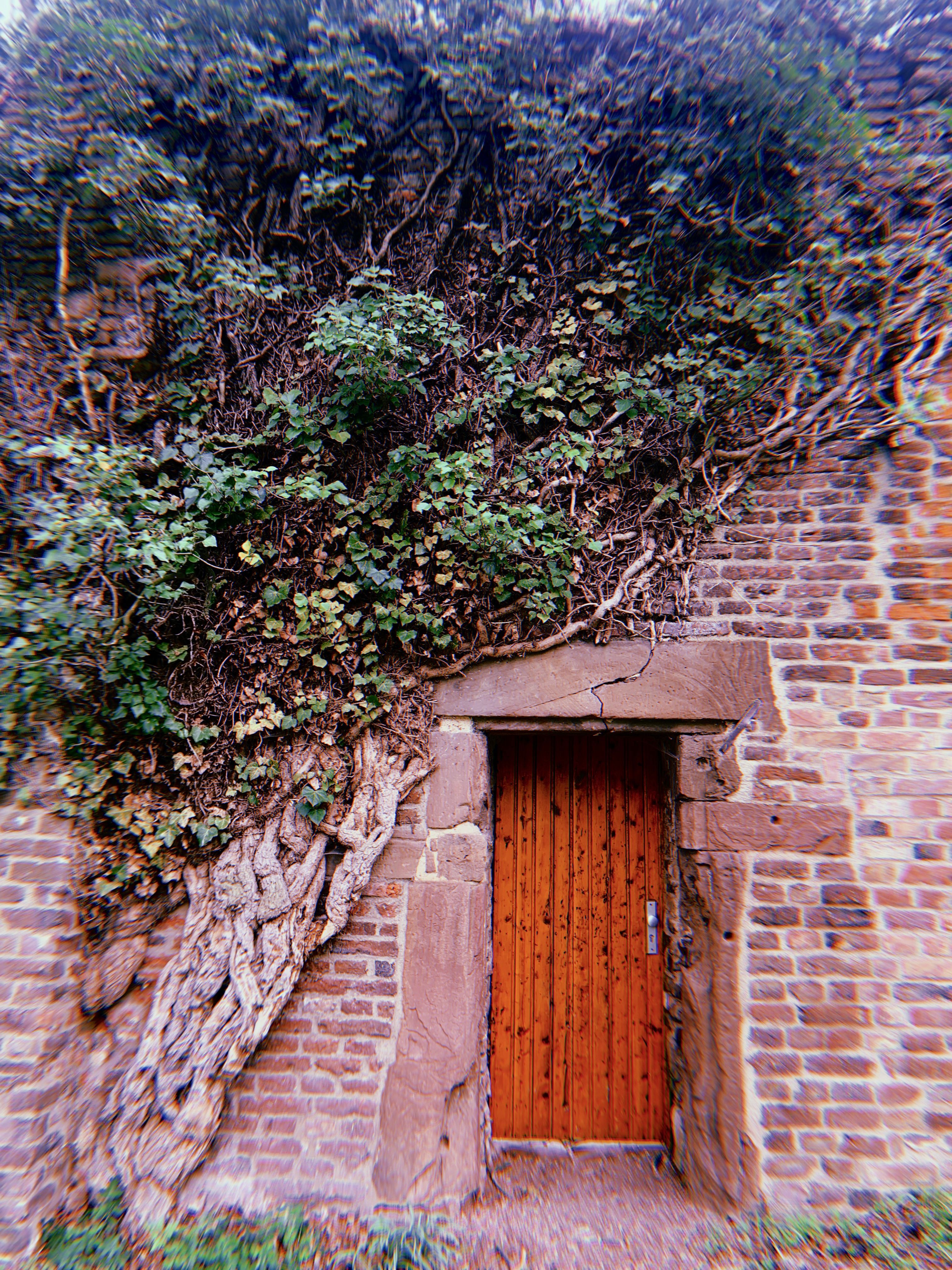 There is a door on the Werewolf Trail, with a tree growing next to it