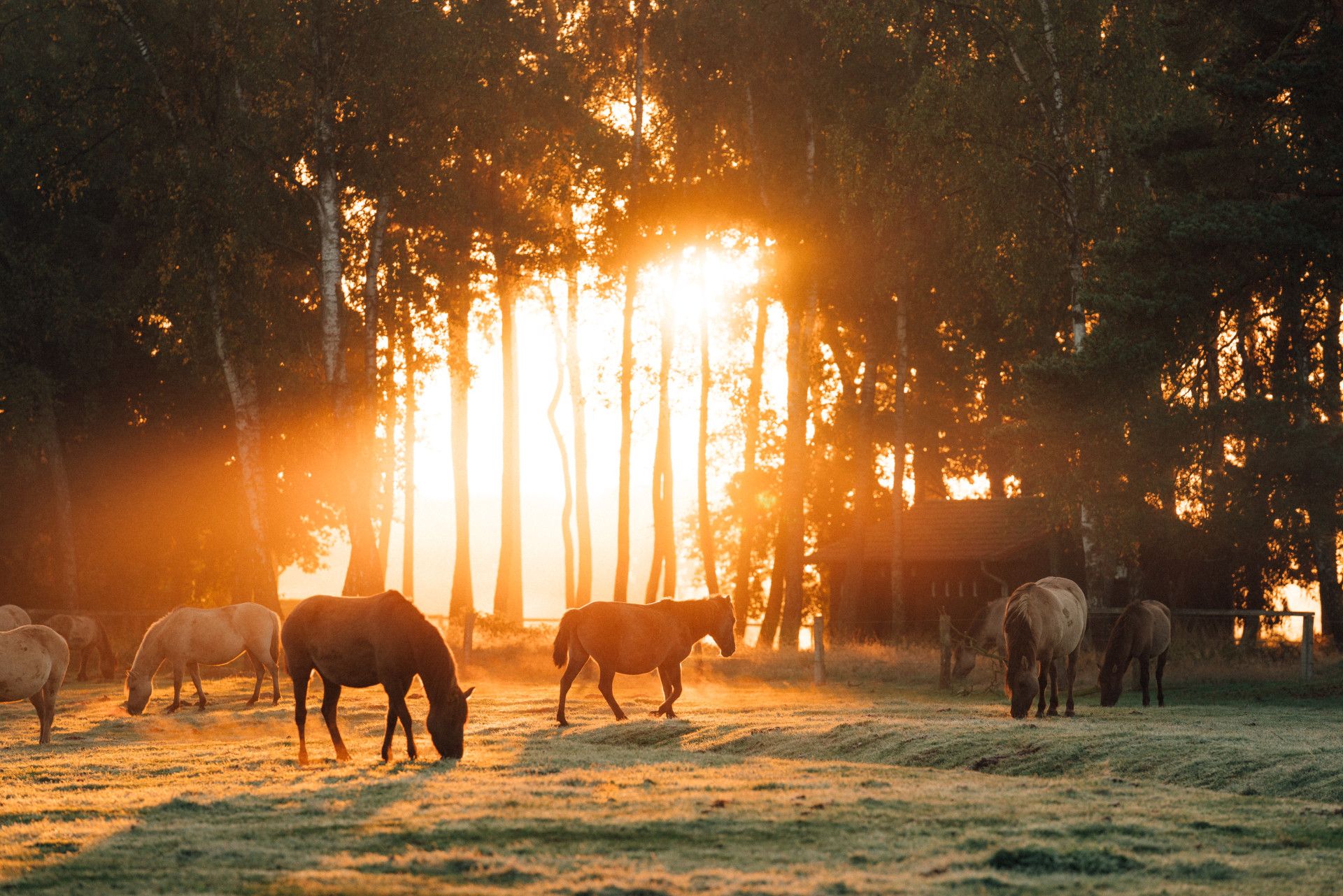 Merfelder Bruch wild horses sunrise (3) © Leo Thomas, Tourismus NRW e.V.