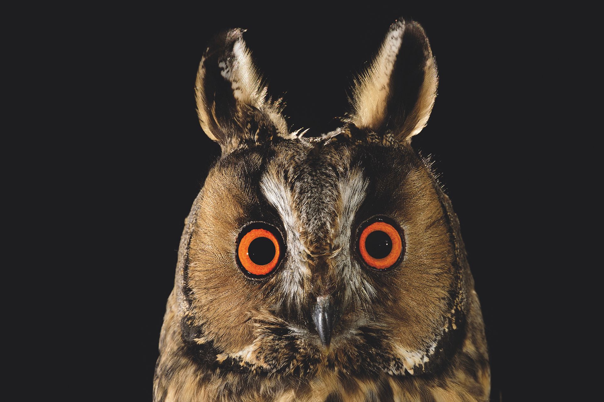 Solvin Zankl, long-eared owl