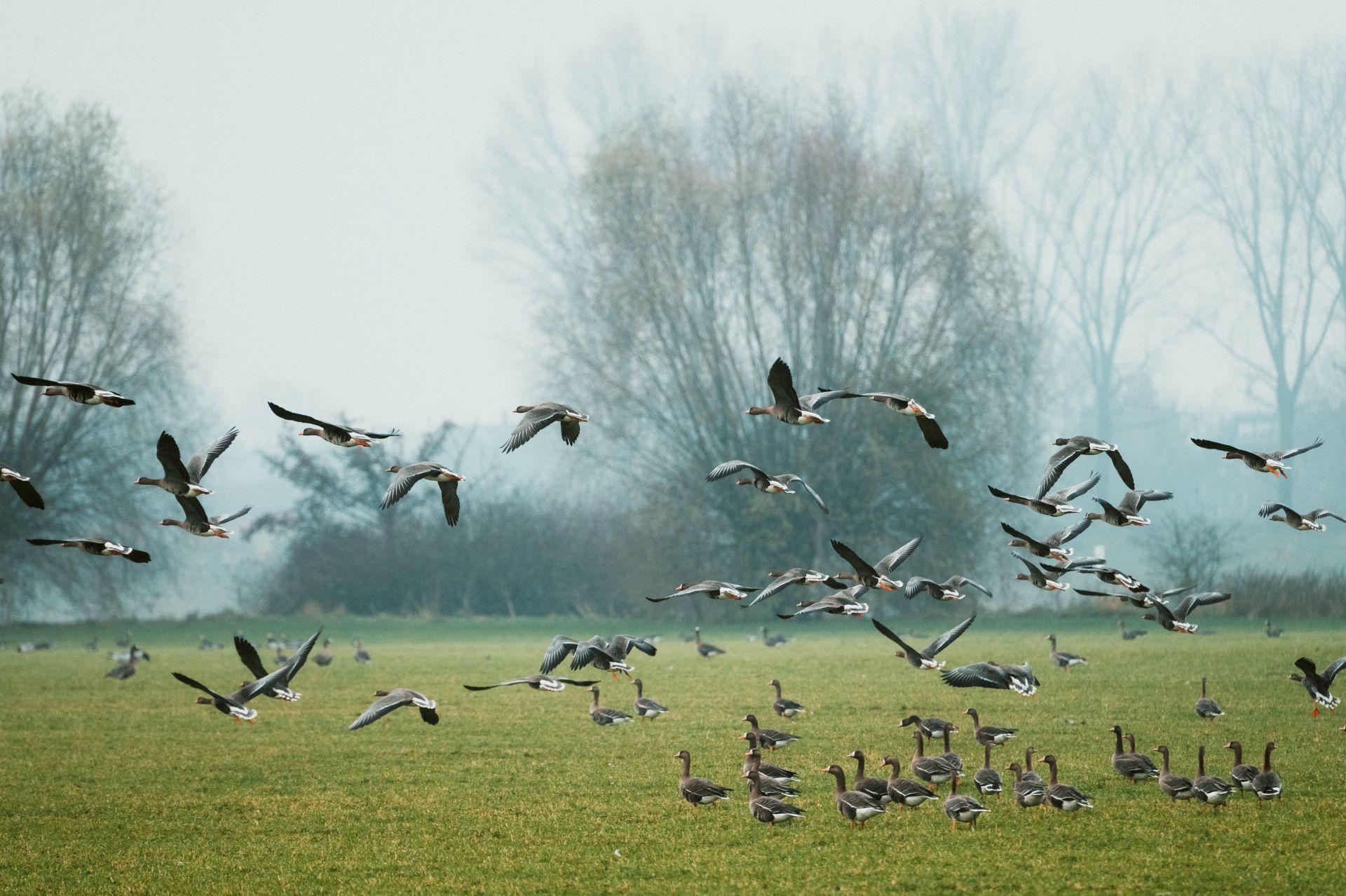 White-fronted geese in flight on Bislicher Insel