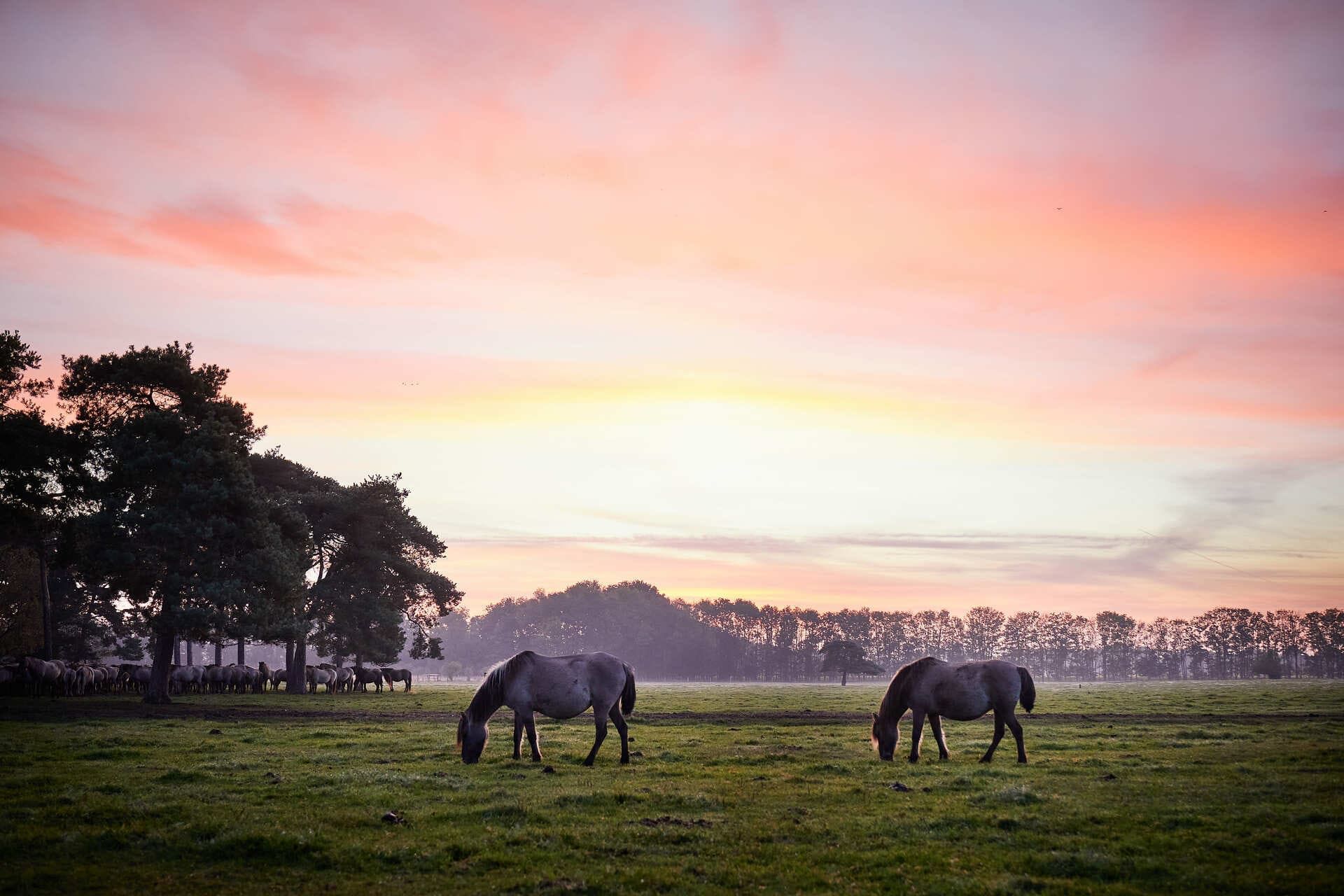 Dülmen wild horses at dawn