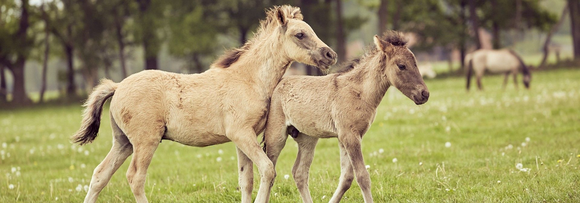 Dülmen wild horses