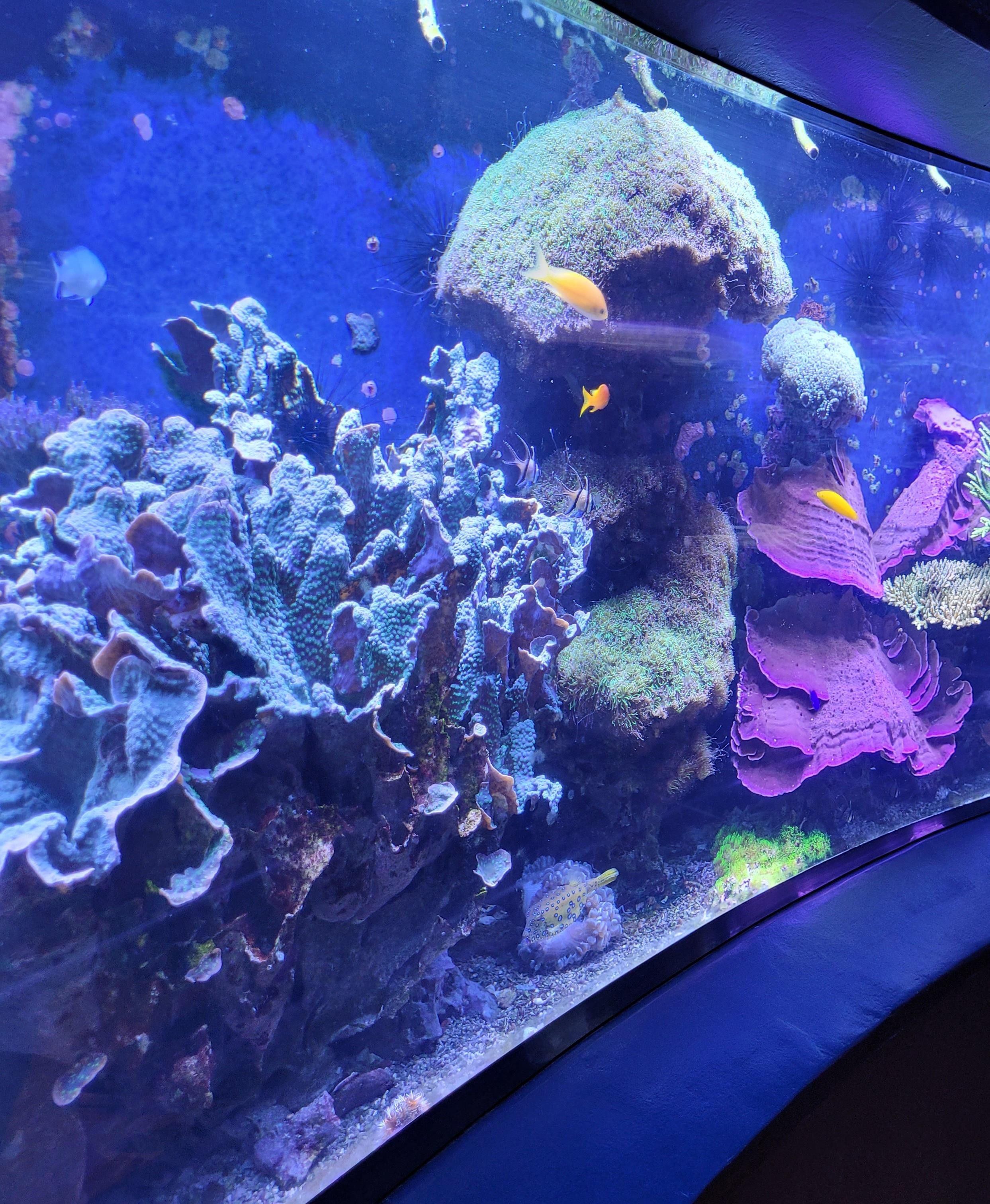 Round aquarium Aquazoo