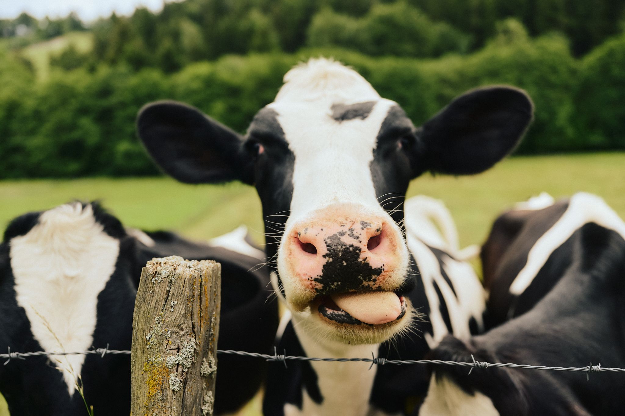 Cow along the way