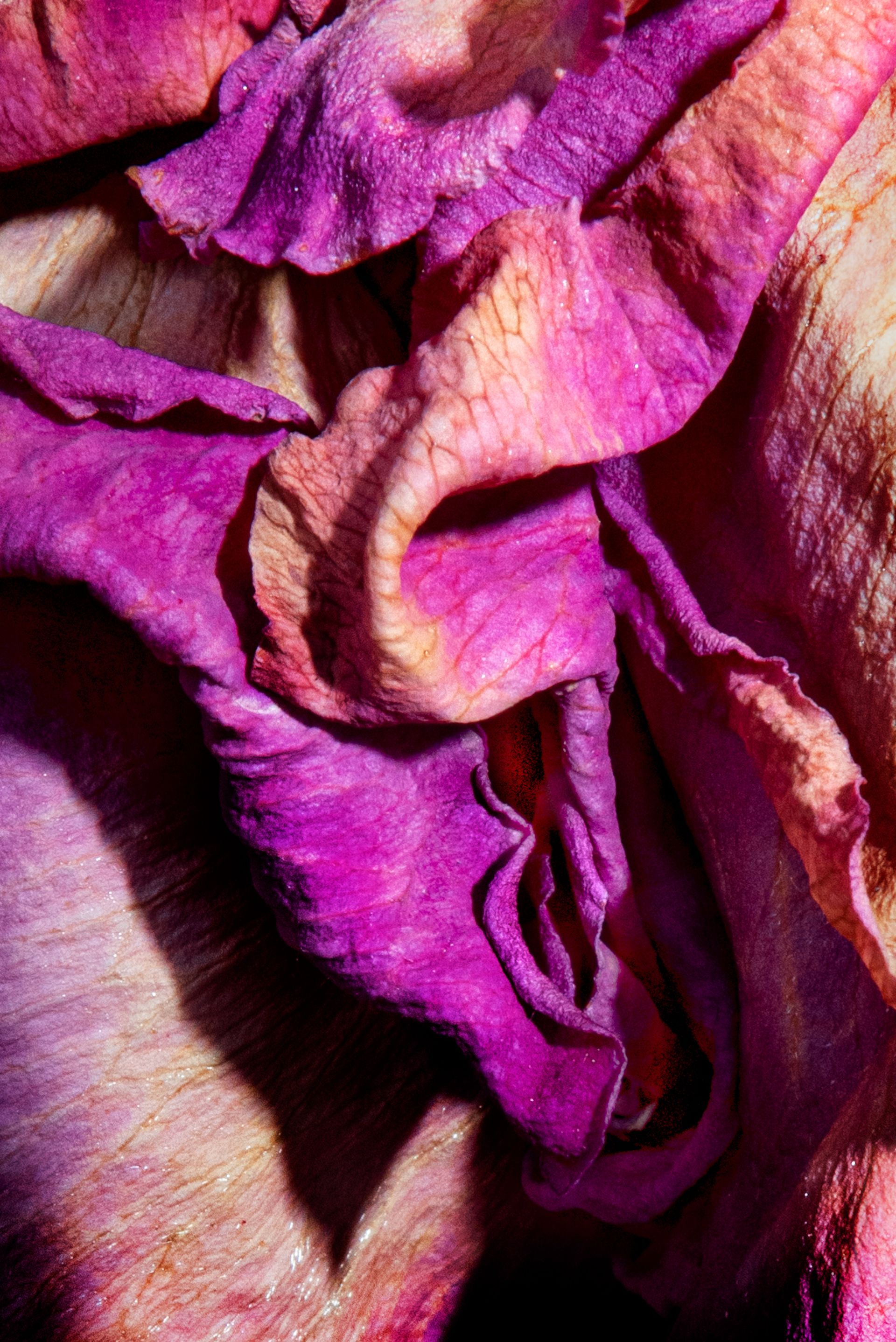 Herlinde Koelbl, untitled, from the Metamorphoses cycle, 2019-2022, fine art print