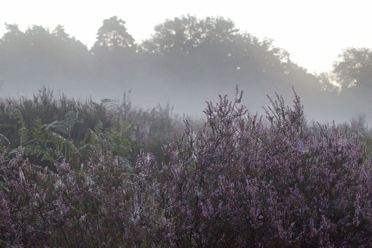 Fog hangs over a heath covered with blooming purple heather.