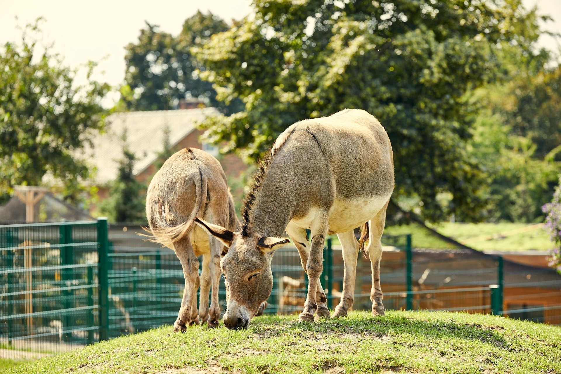 Many animals can be admired and stroked on the adventure farm of the Four Seasons Park. There are also some donkeys