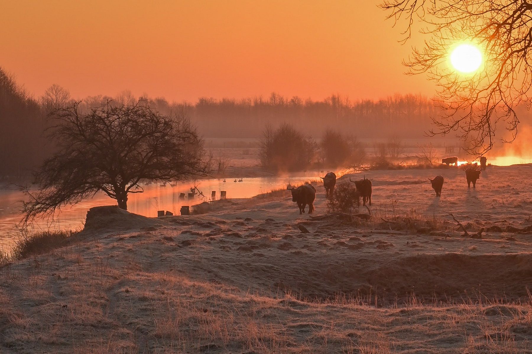 Cows in the sunset in Steverauen Nature Reserve