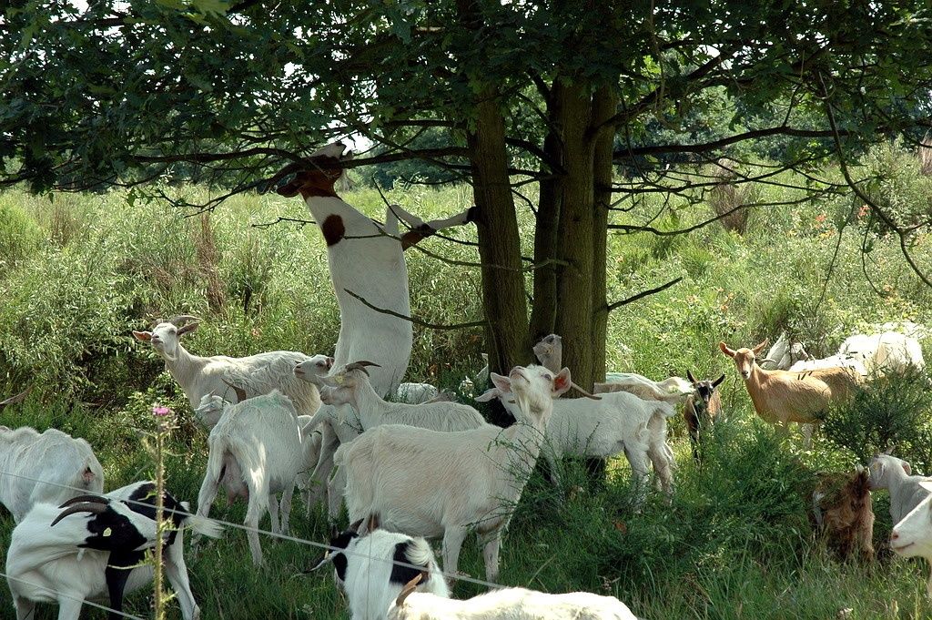 A herd of goats grazes under a tree in the heath.