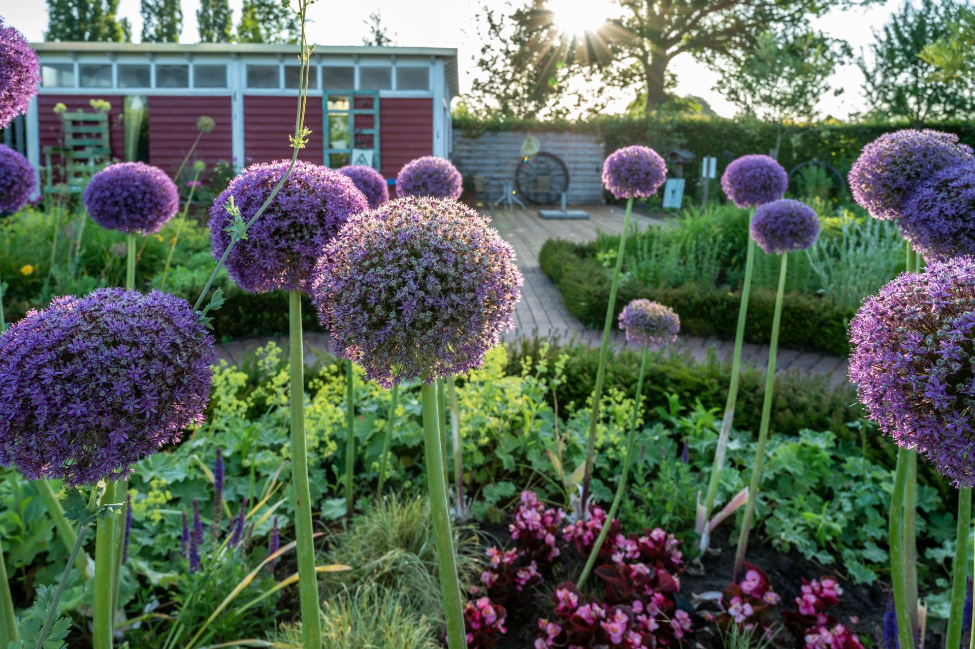 Countless plant species grow in the Rietberg Garden Show Park, including giant leeks